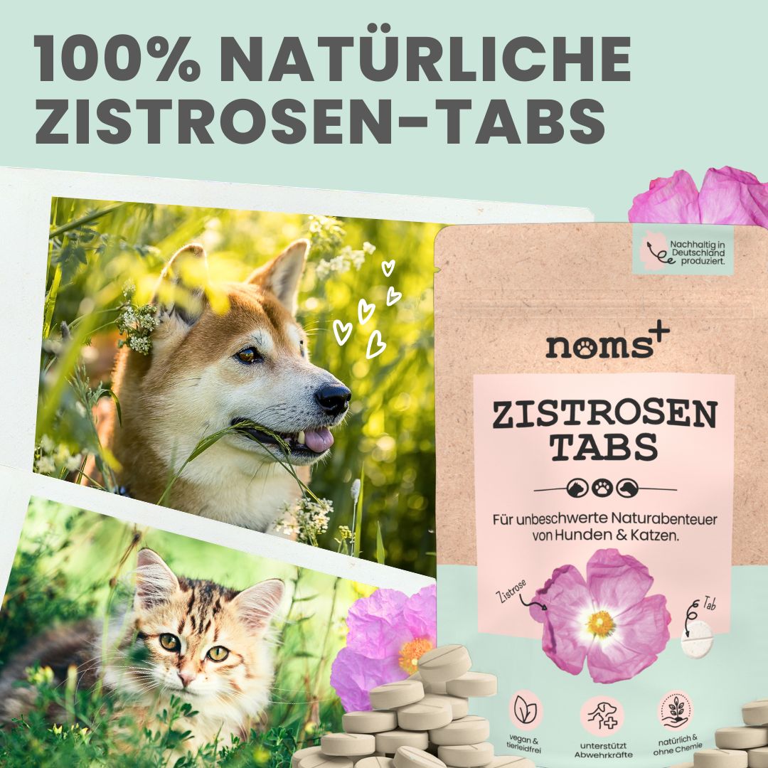 noms+ Zistrosen Tabs - 100% natürliches Zistrosen-Leckerli für Wald- & Wiesenspaziergänge 150 g