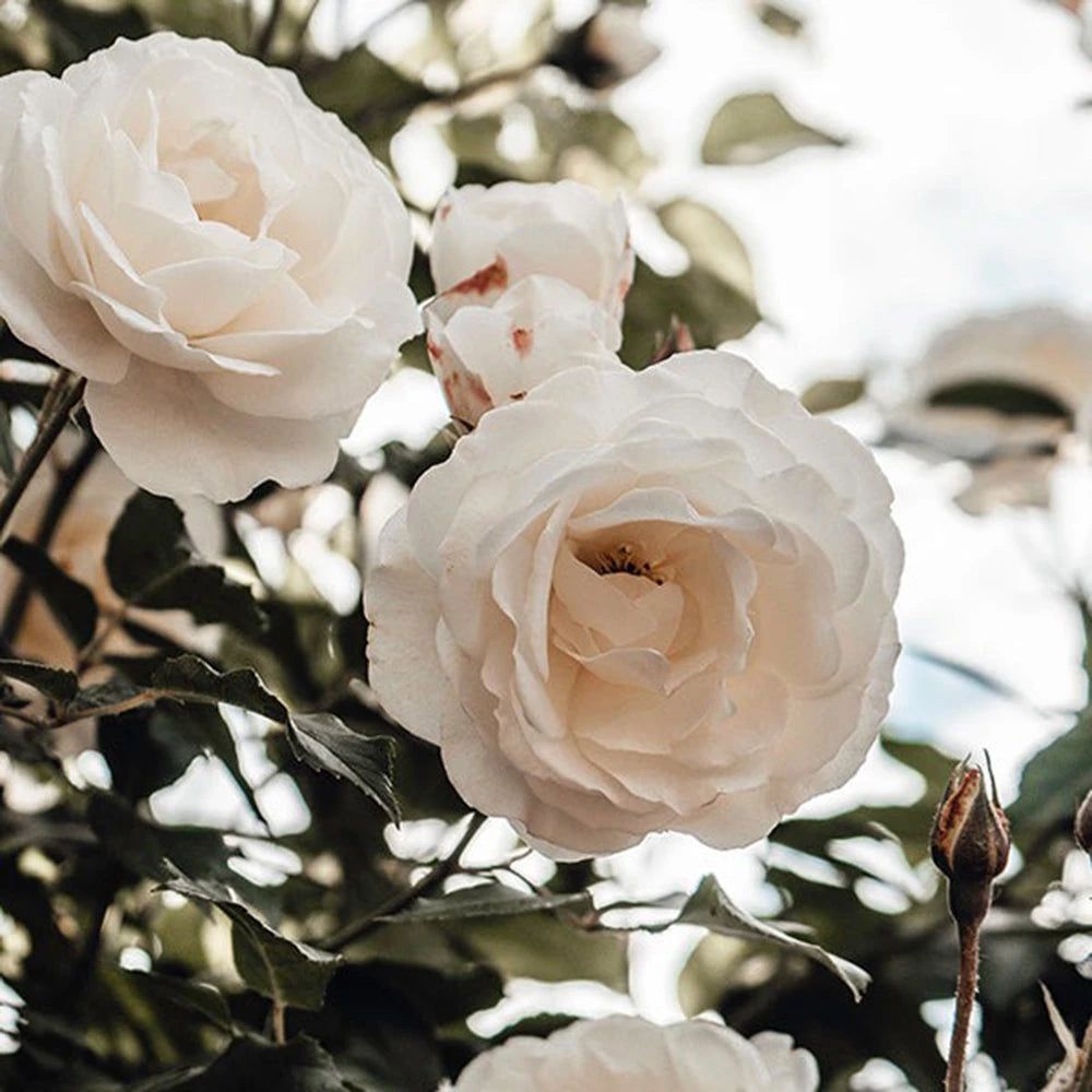 Ein Strauch mit mehreren weißen Rosenblüten und Knospen.