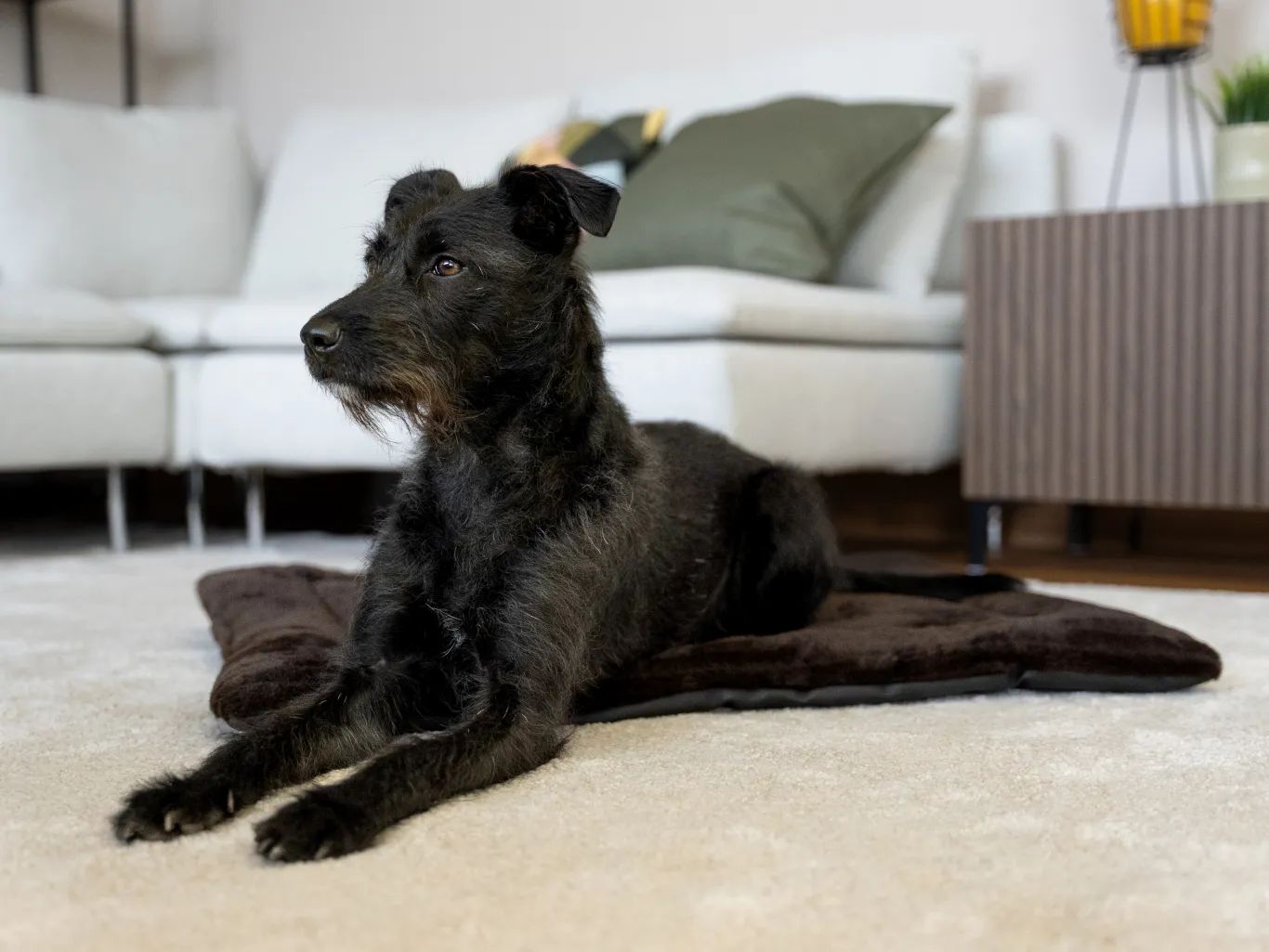 Schwarzer Hund liegt auf brauner, gefütterter Liegedecke. Wohnzimmerhintergrund.