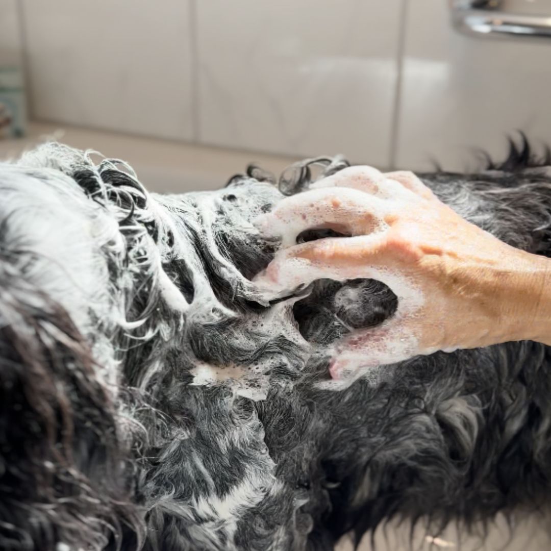Eine Hand wäscht einen Hund mit Schaum in einer Badewanne.