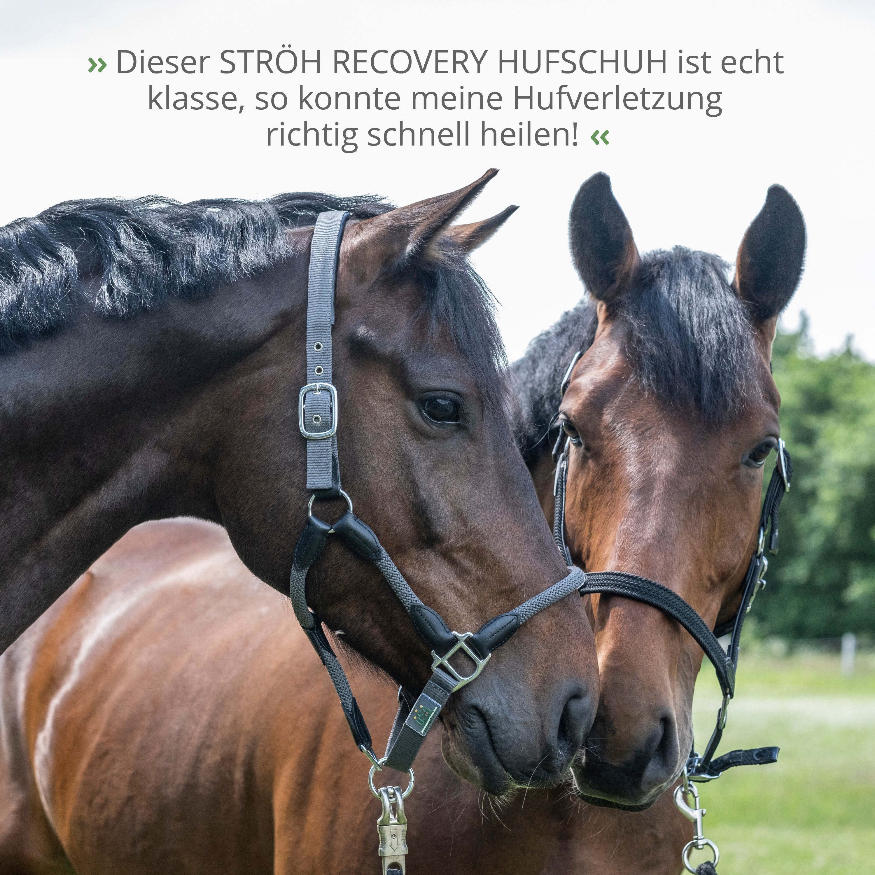 Zwei Pferde mit Halftern. Text: Dieser STRÖH RECOVERY HUFSCHUH ist echt klasse, so konnte meine Hufverletzung richtig schnell heilen!