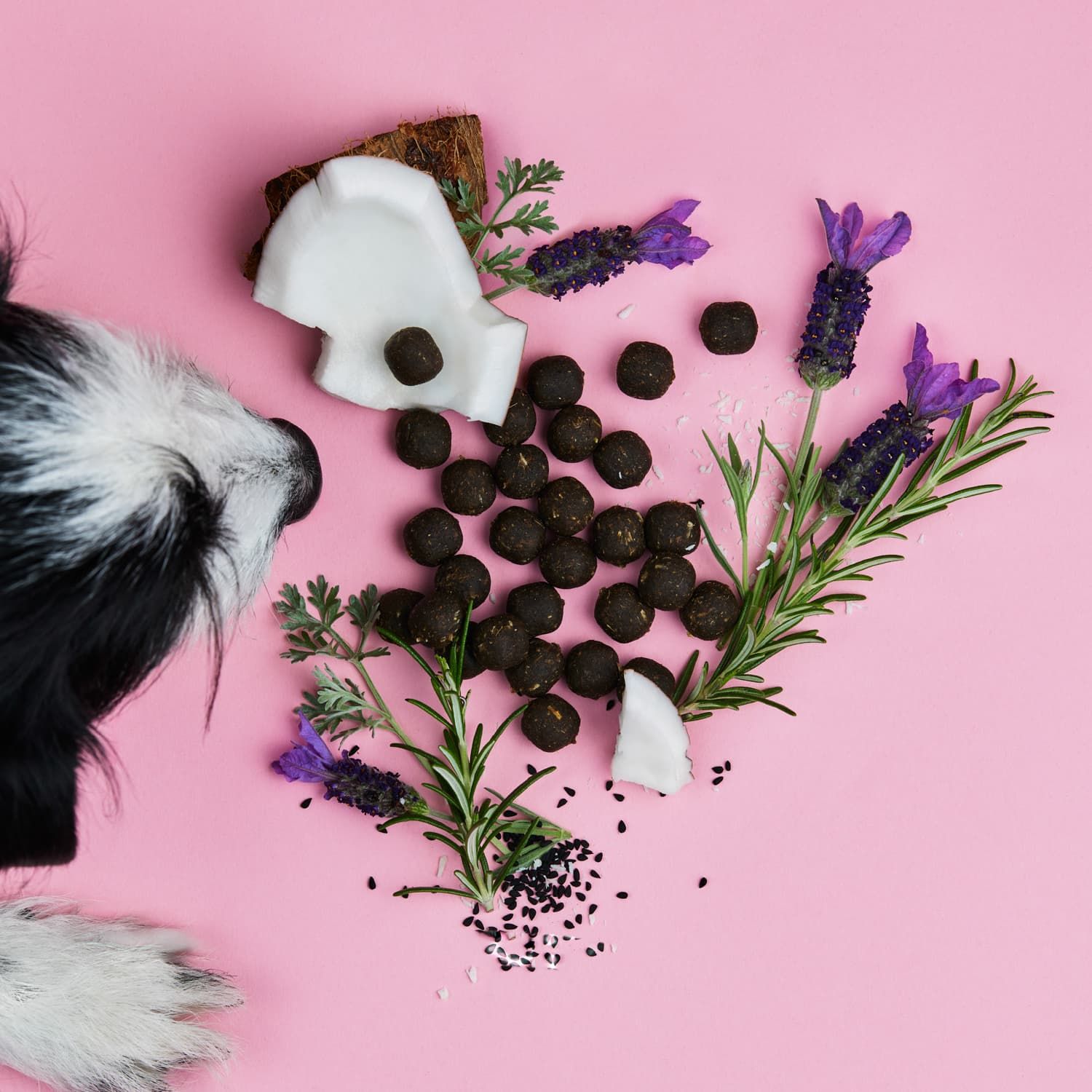 Kokosnuss, Lavendel, Z-Snack-Kugeln und Hund. Rosa Hintergrund. Produkt-Zutaten.