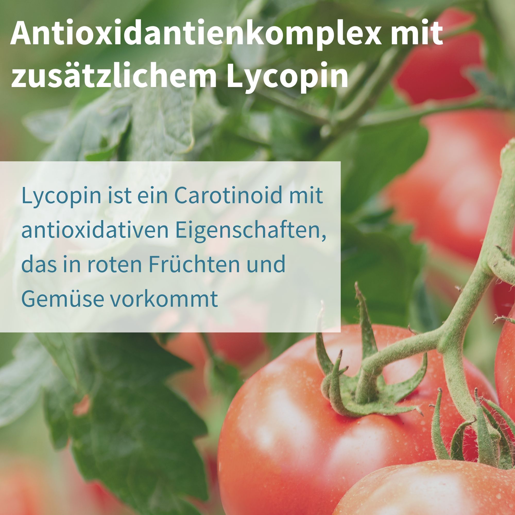 Tomaten an einem Strauch. Text: Lycopin ist ein Carotinoid mit antioxidativen Eigenschaften, das in roten Früchten vorkommt.