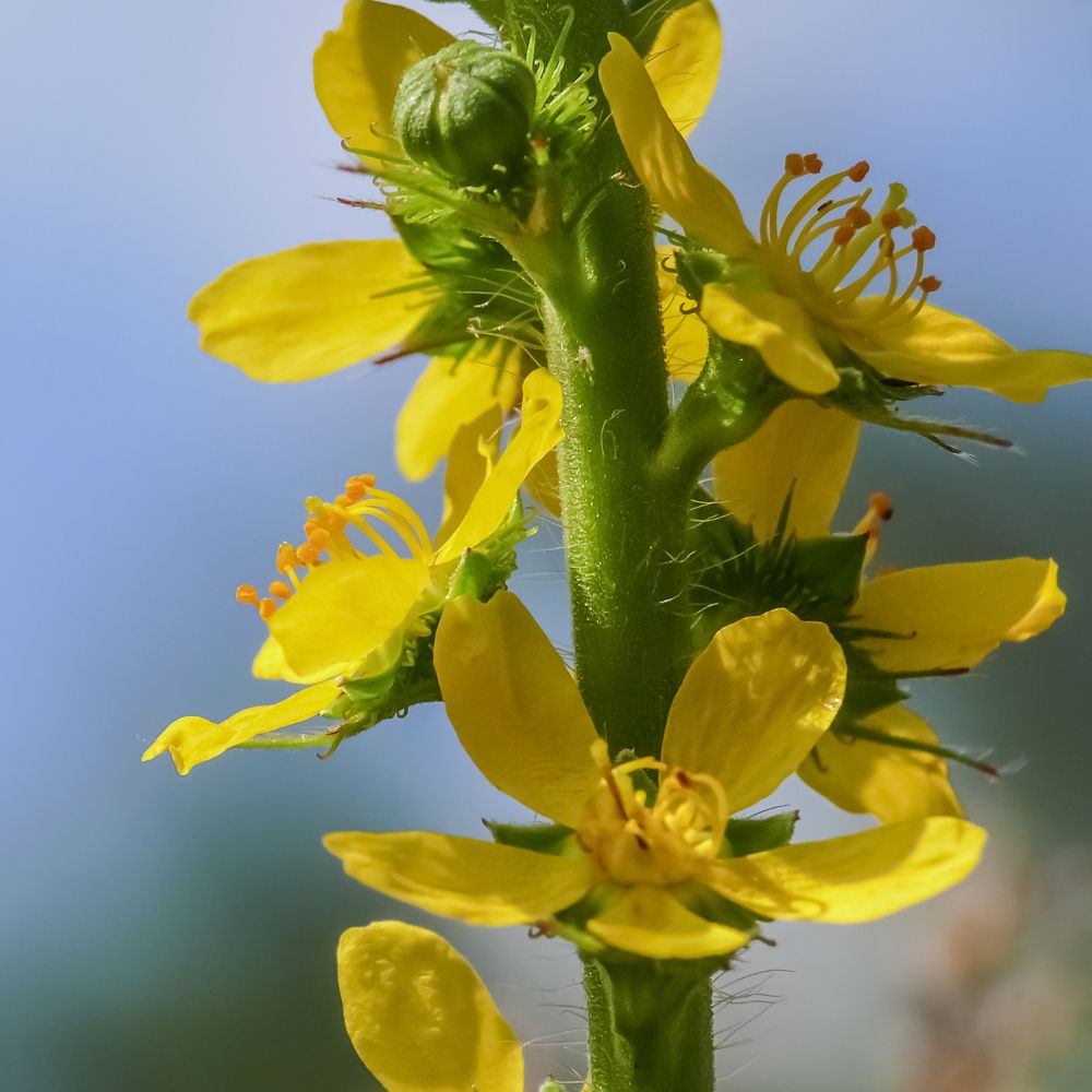 PHI Essences - Agrimony Bachblüte Nr. 1