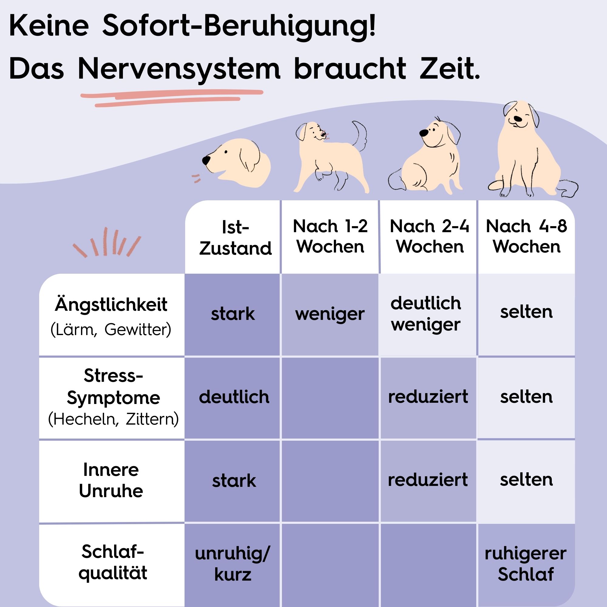 Tabelle: Entwicklung der Nervenberuhigung über Wochen. Angst, Stress, Unruhe, Schlafqualität. Hunde in verschiedenen Posen.