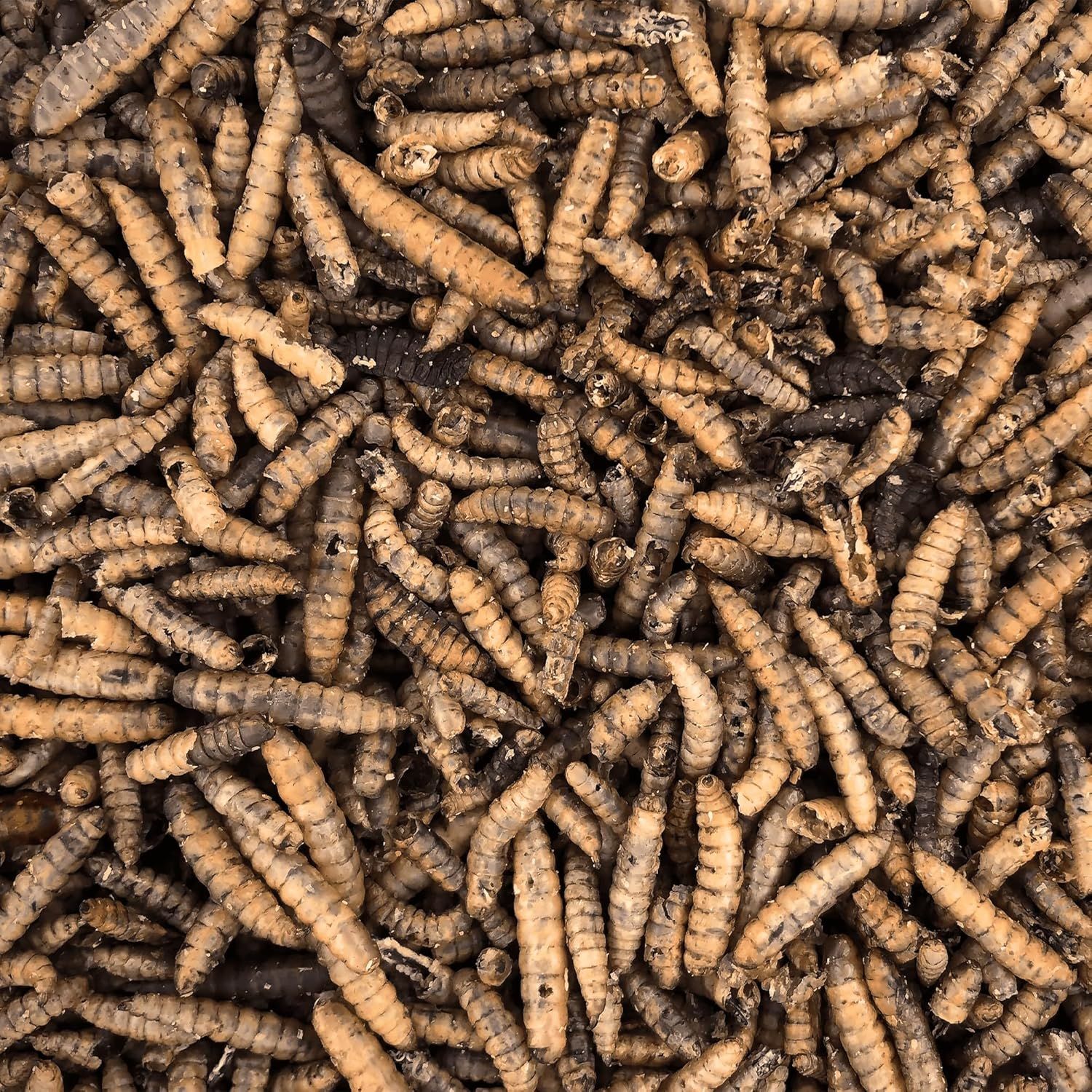 Orni Soldatenfliegenlarven getrocknet | Insektenfutter für Wildvögel, Igel, Reptilien & Eichhörnchen