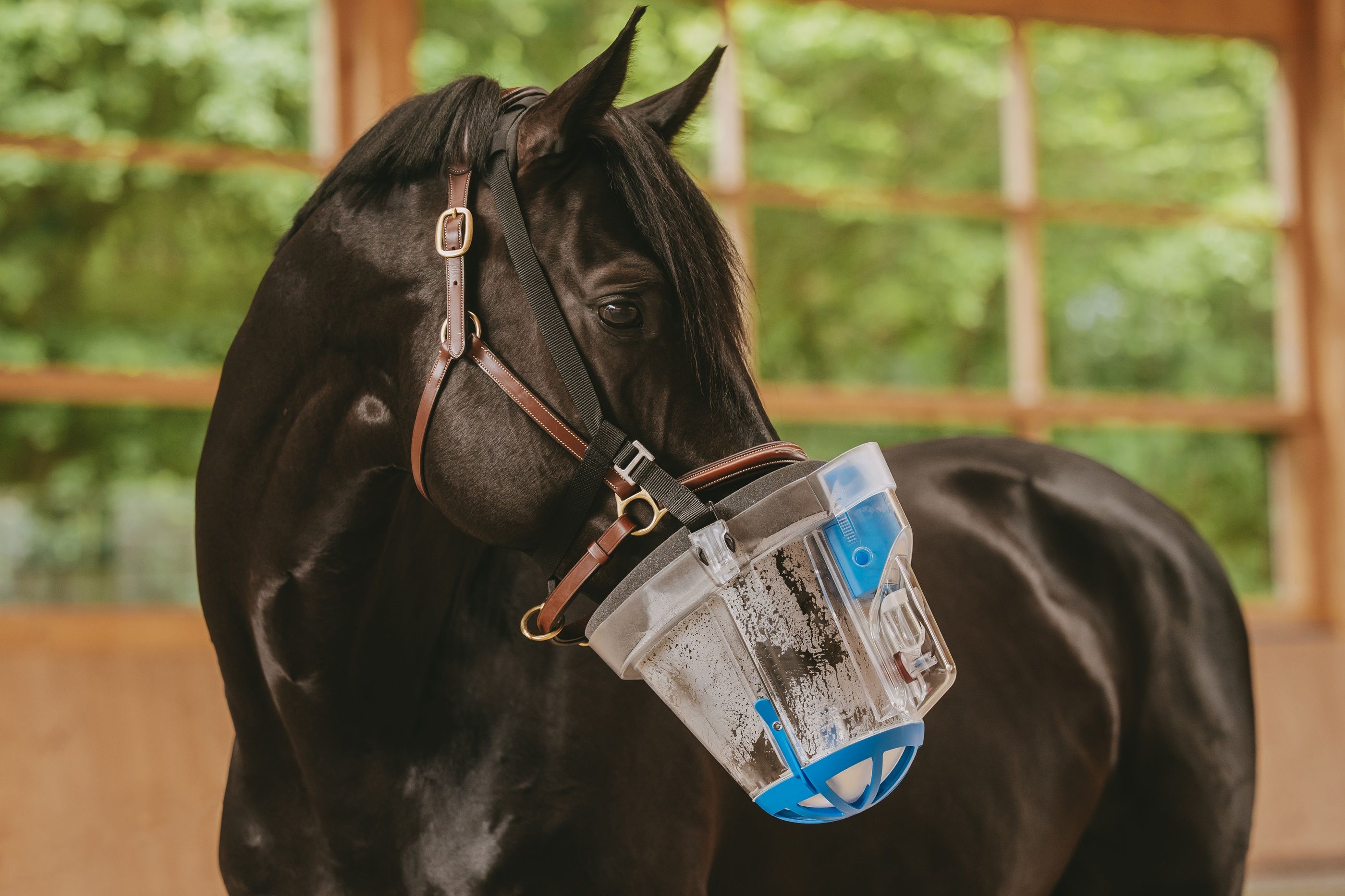 Pferd mit Inhalationsmaske. Transparente Maske mit blauem Akzent. Befestigung am Kopf des Pferdes.