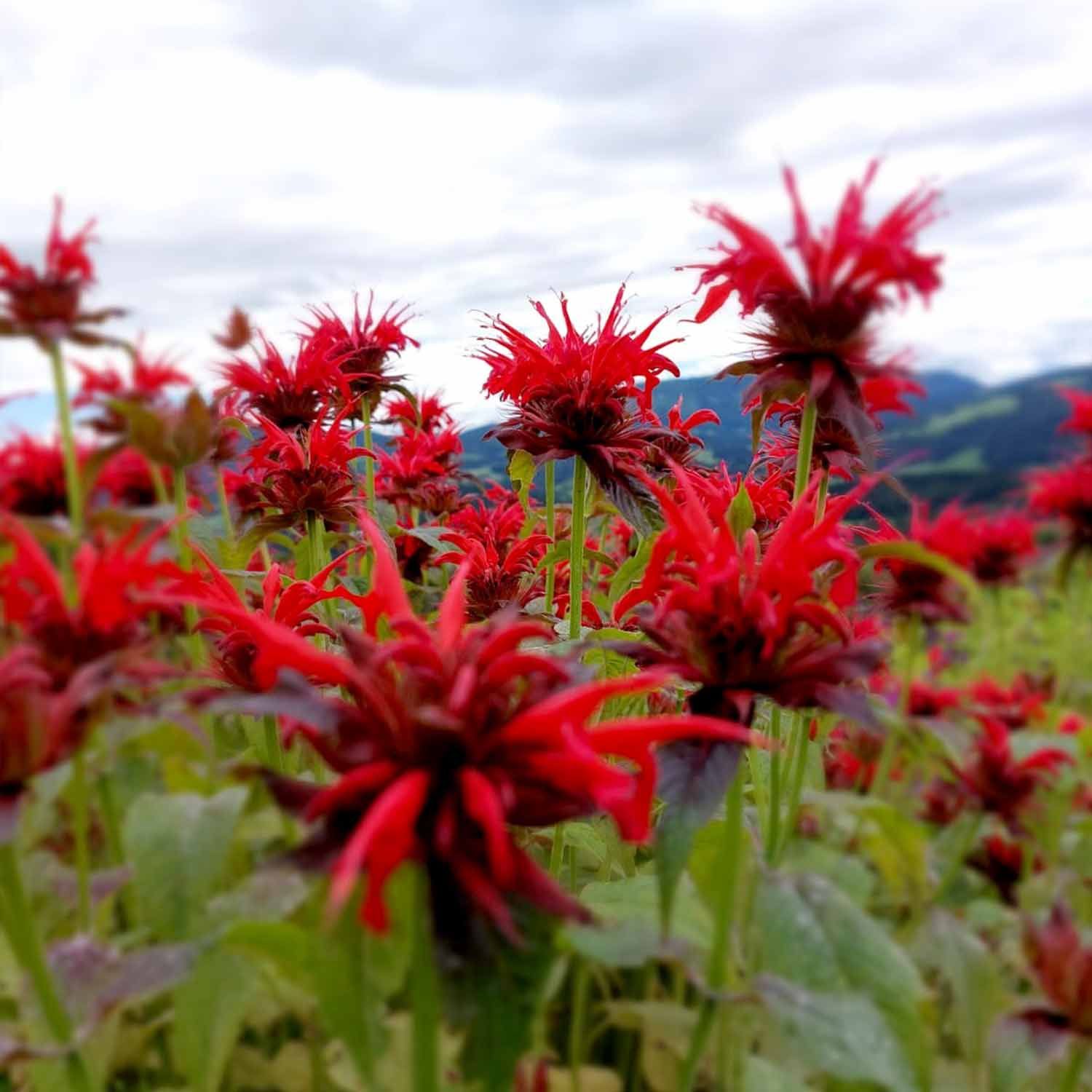 tea exclusive - Abendrot bio Tee Alpenkräute