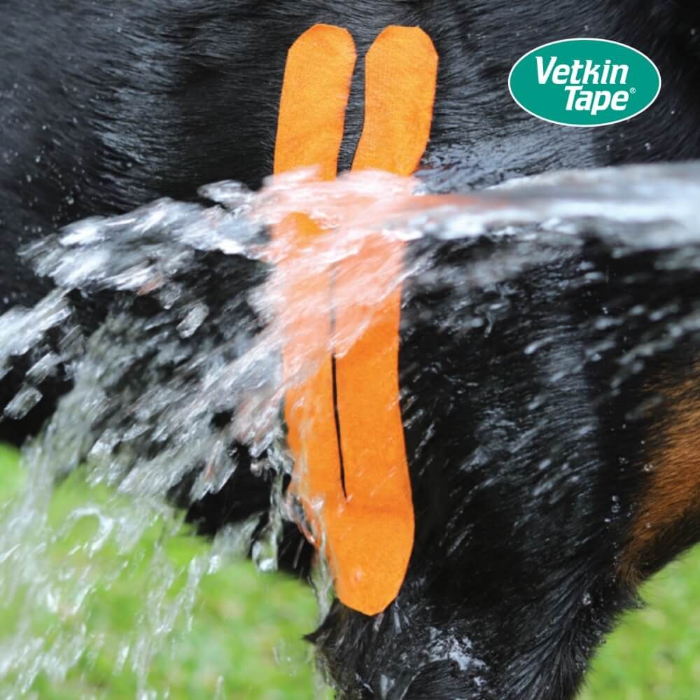 Hände legen orangefarbenes VetkinTape auf ein Hundeglied, Wasser spritzt.