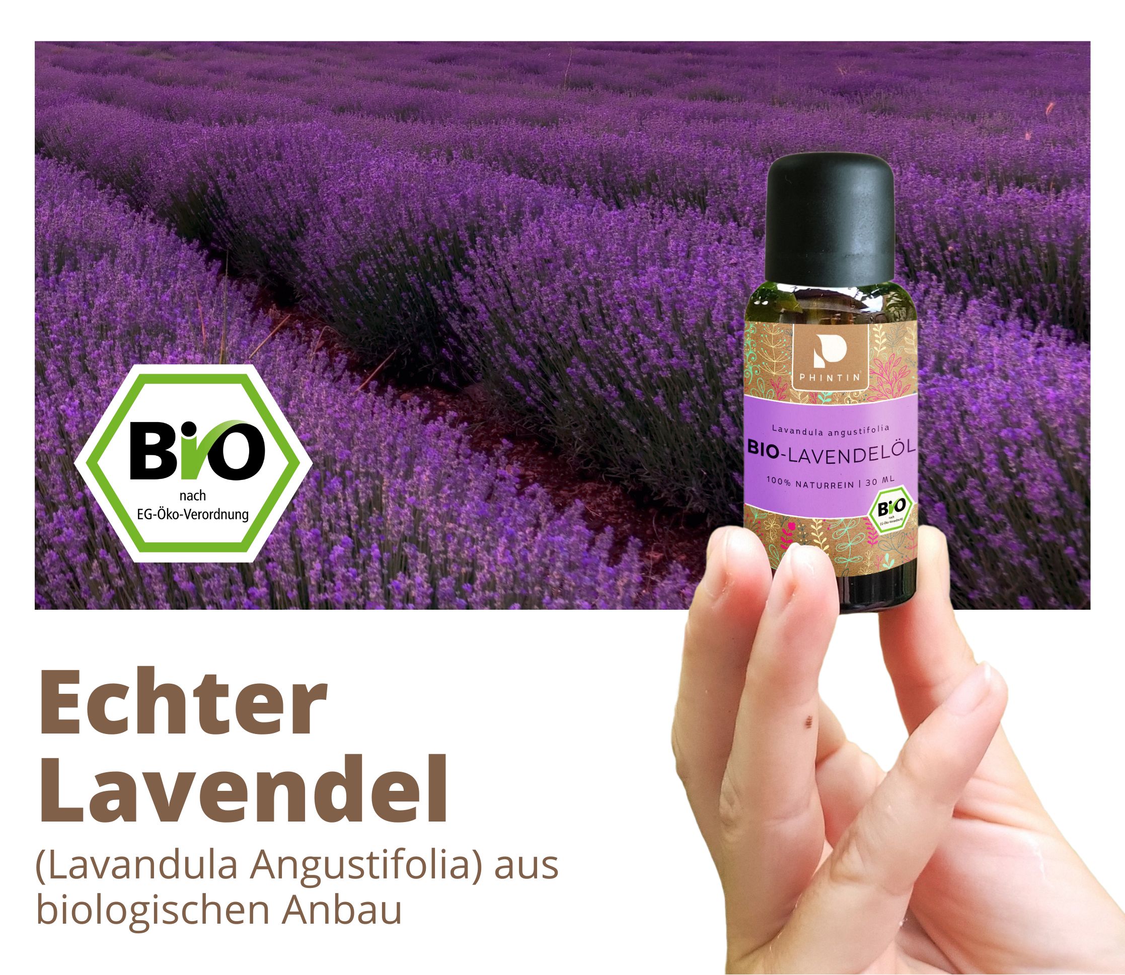 PHINTIN Bio Lavendelöl – 100 % naturrein, ätherisches Öl (Lebensmittelqualität)