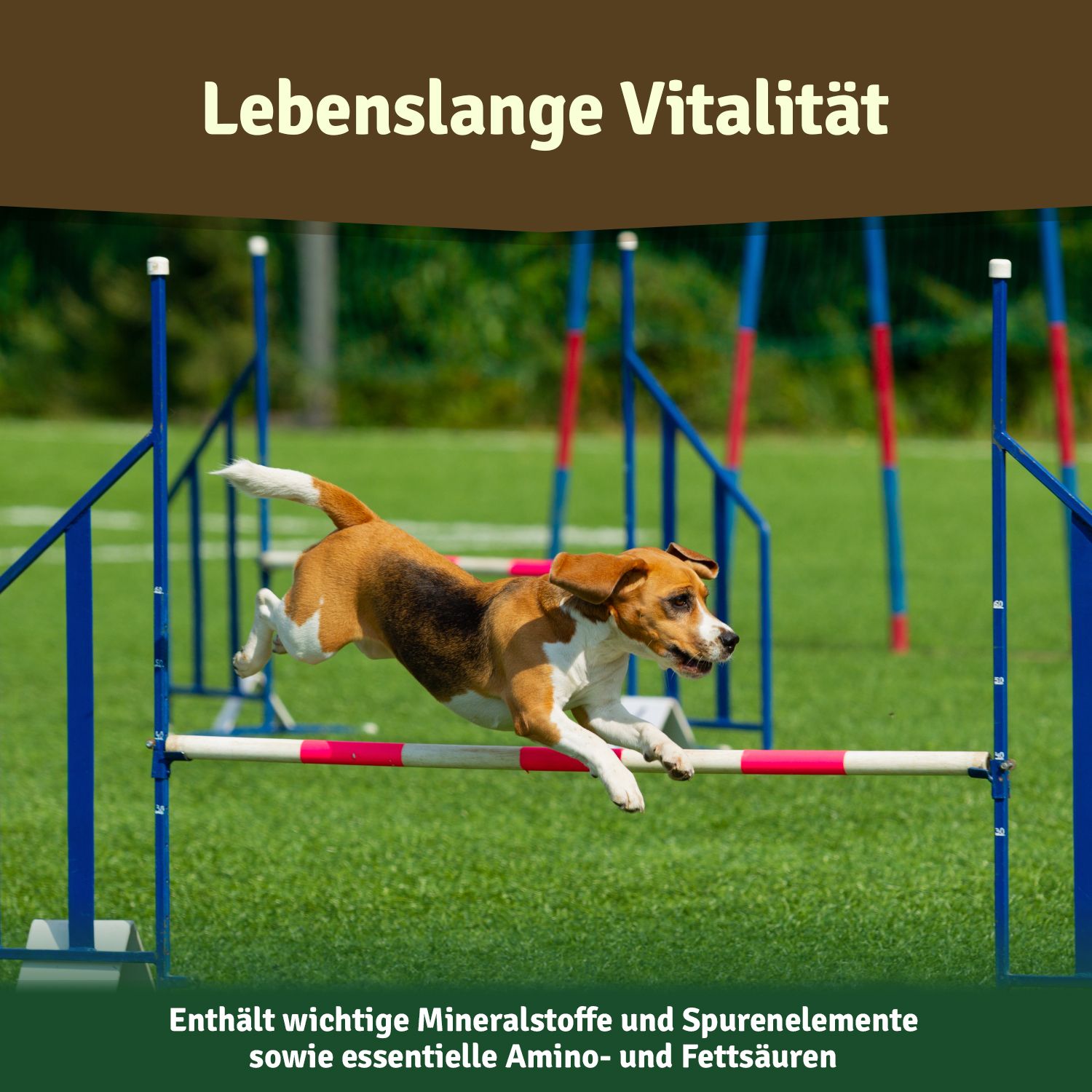 Hund springt über Hindernis. Text: Enthält wichtige Mineralstoffe und Spurenelemente sowie essentielle Aminosäuren.