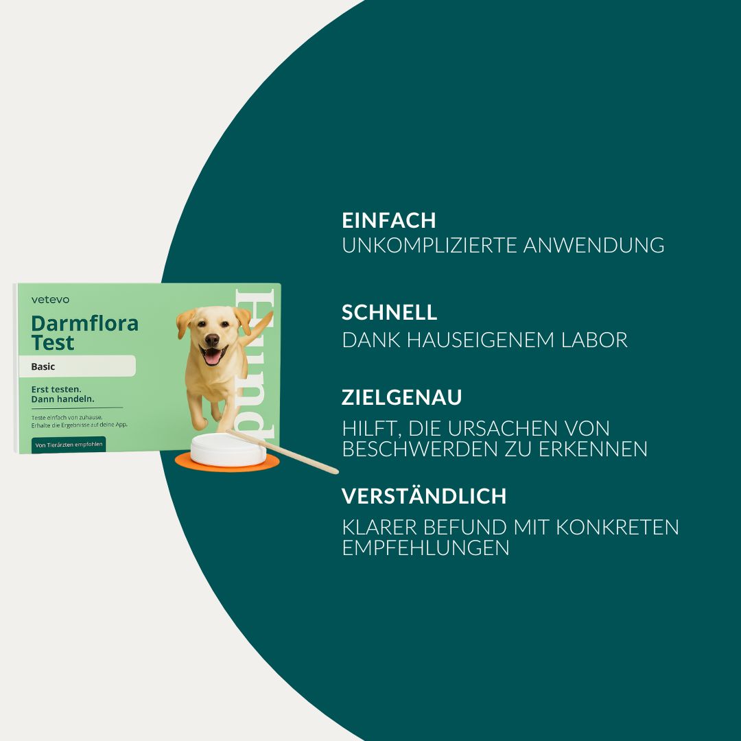 Grüne Verpackung mit Aufschrift Darmflora Test, Basic. Abbildung eines Hundes. Text: Einfach, schnell, zielgenau, verständlich.