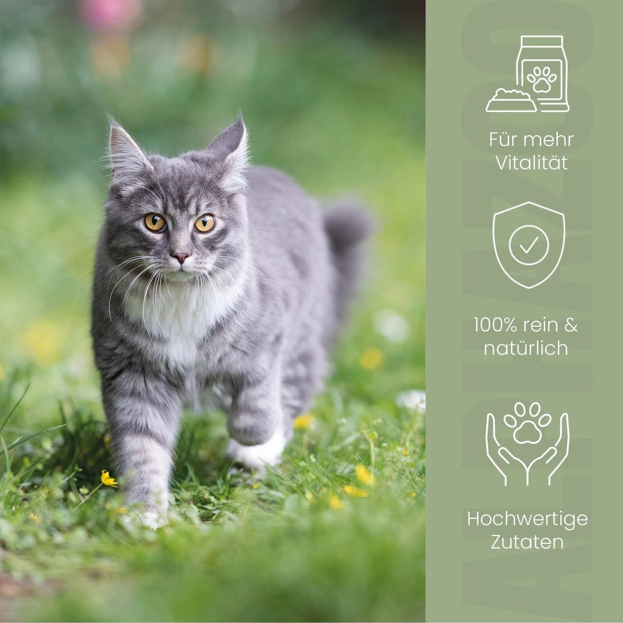 Graue Katze im Gras. Icons: Vitalität, 100% rein & natürlich, hochwertige Zutaten. Grün-weiße Gestaltung.