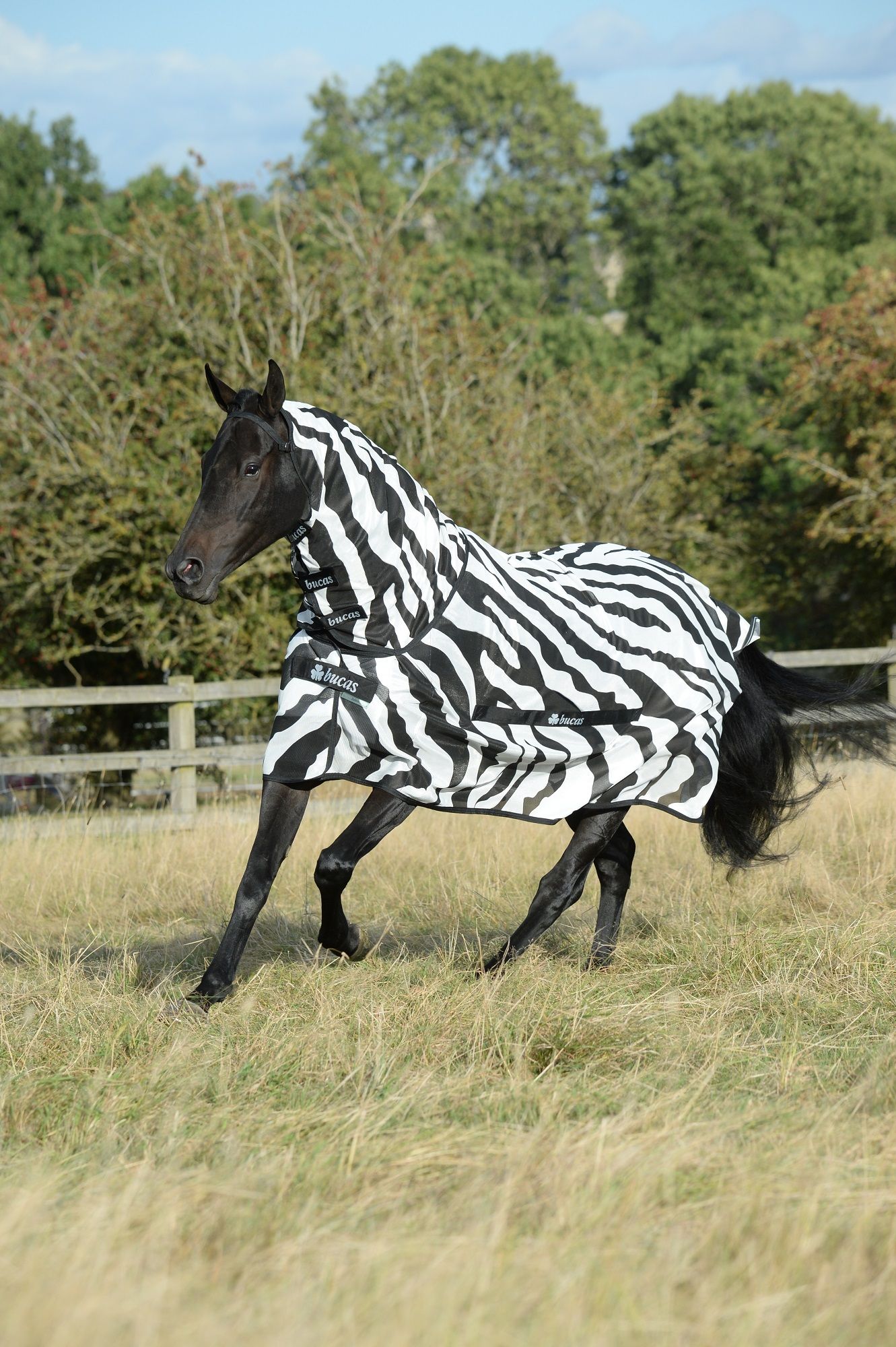 Pferdedecke mit Zebra-Muster. Schwarzes Pferd auf einer Wiese. Das Logo "Bucas" ist sichtbar.