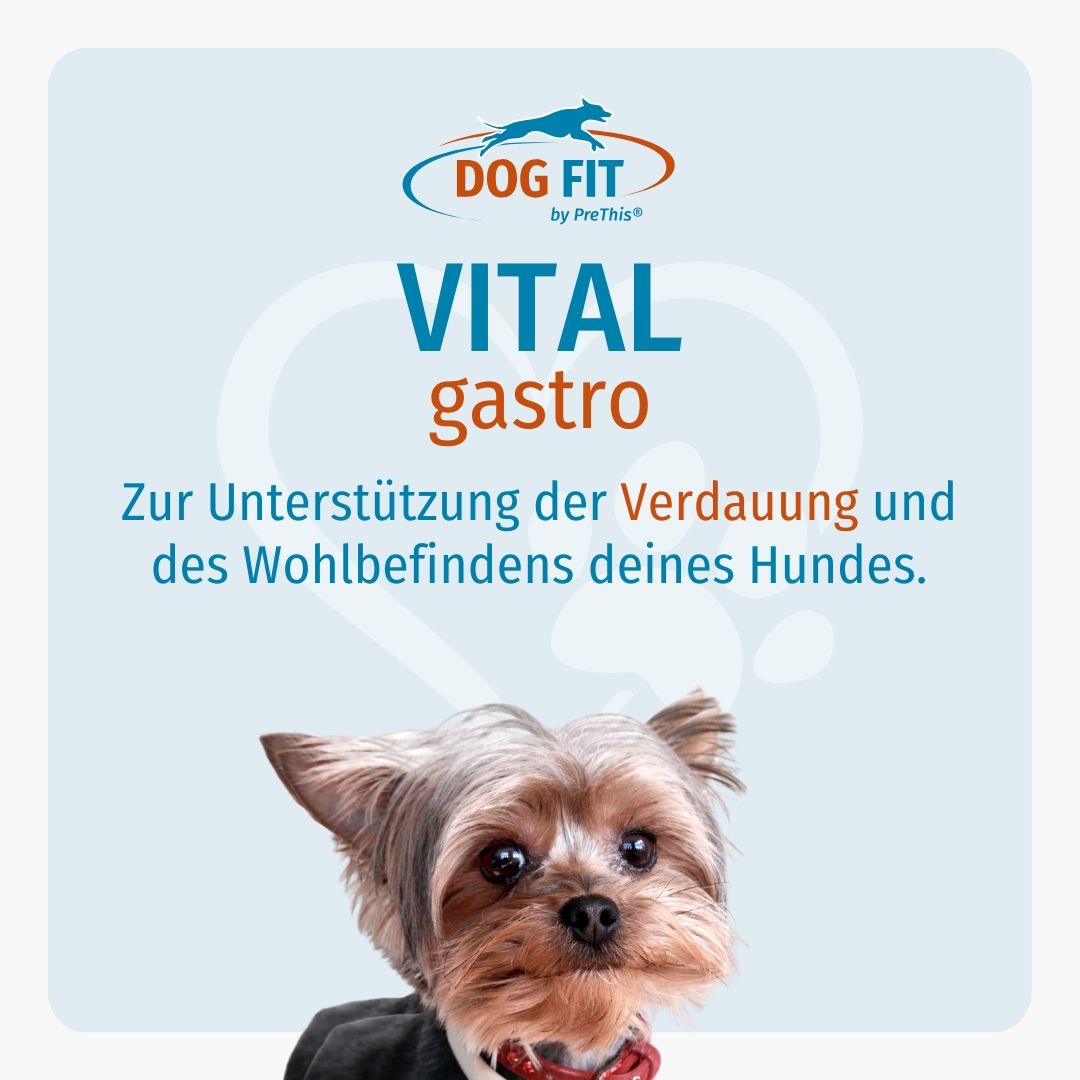 DOG FIT by PreThis® VITAL gastro » Verdauung Hunde