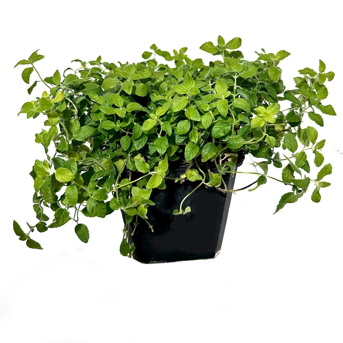 SMART GREENS BANANENMINZE getrocknet, 30g
