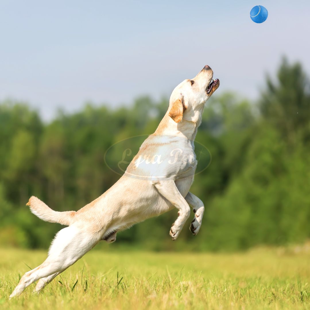 Lyra Pet® Ballschleudern für Hunde Spielzeug