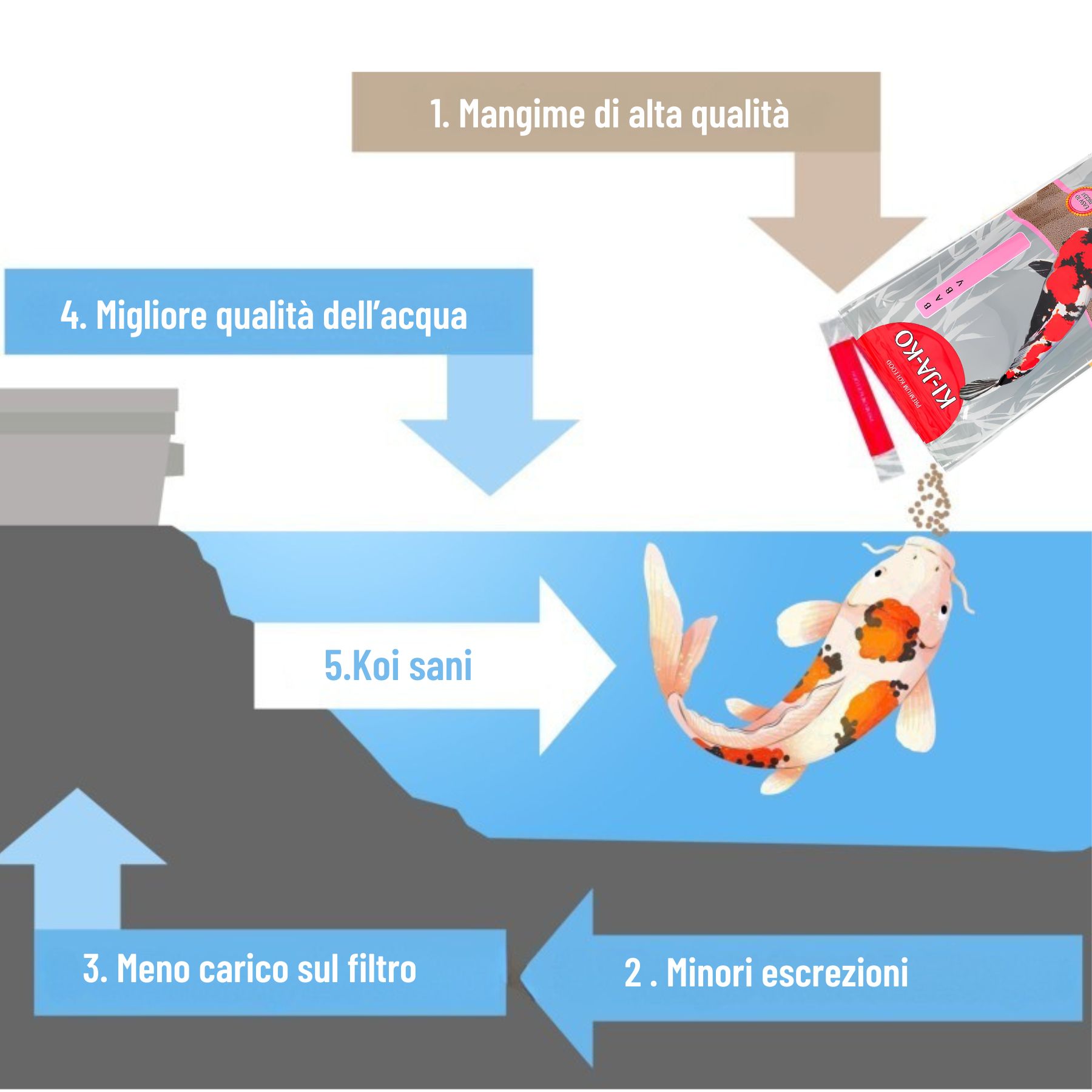 Illustrazione: alimentazione dei pesci koi. Frecce che mostrano i vantaggi: qualità dell'acqua, meno escrezioni.