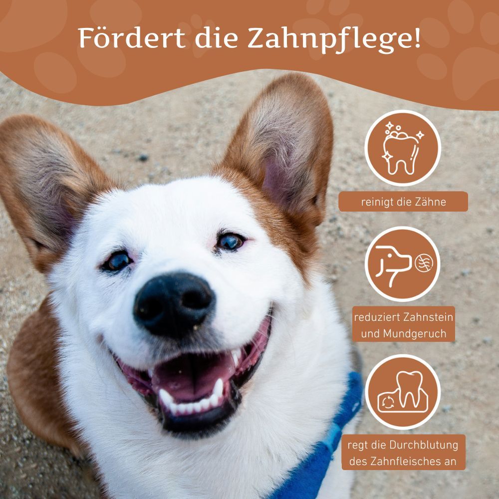 Hund mit offenem Maul. Text: Fördert die Zahnpflege! Icons: Zähne reinigen, Zahnstein reduzieren, Durchblutung fördern.