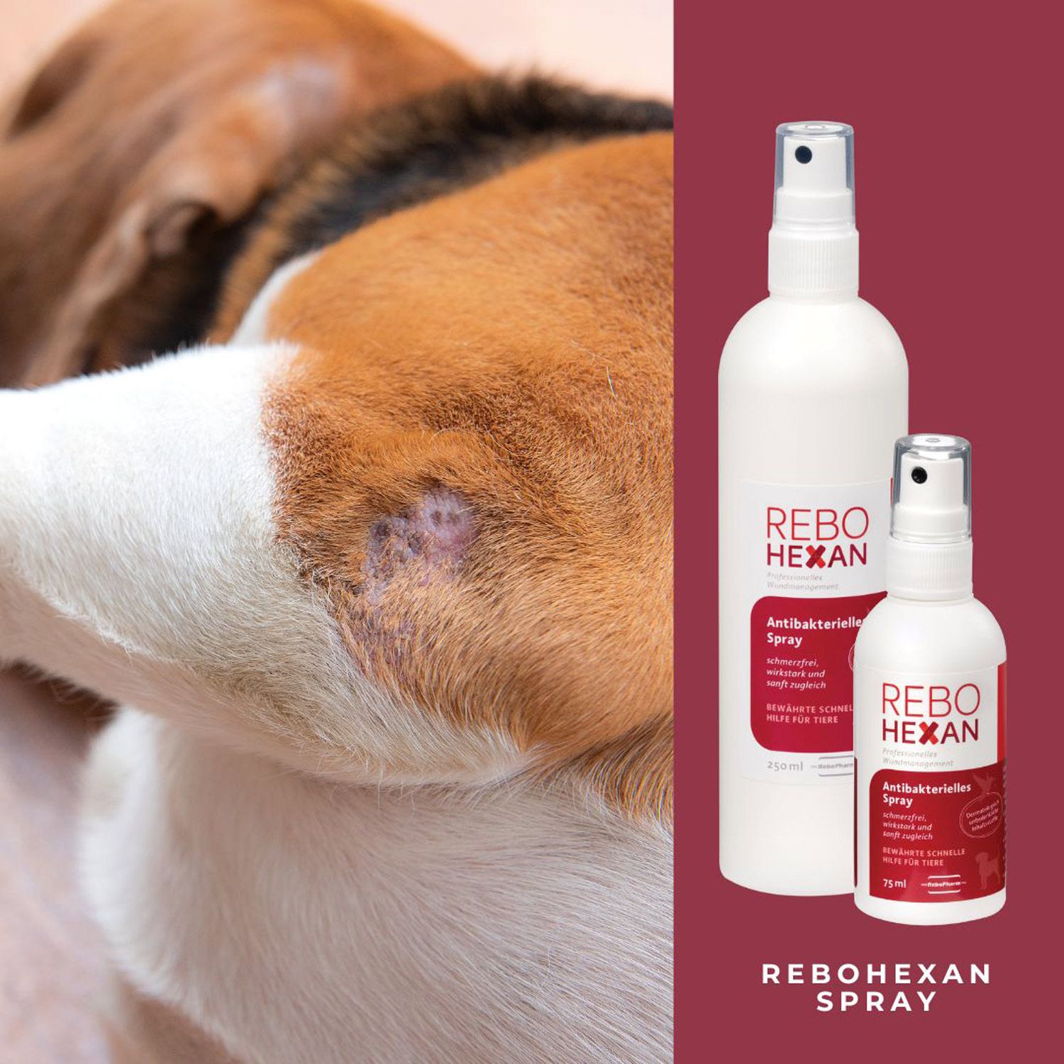 REBOHEXAN Spray neben einer Hautwunde bei einem Hund.