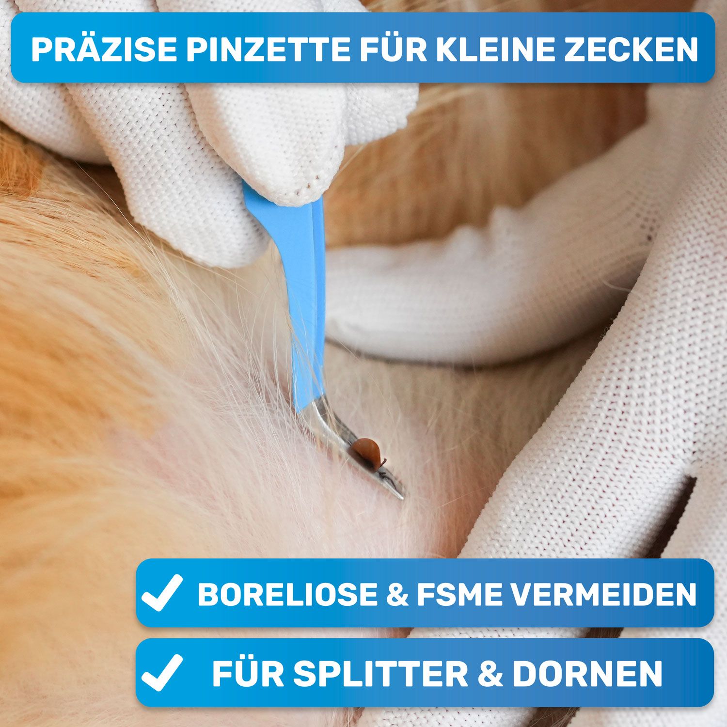 Blaue Zeckenpinzette wird verwendet, um eine Zecke von einem Tier zu entfernen. Weiße Handschuhe sind sichtbar. Aufschrift: BluePet.