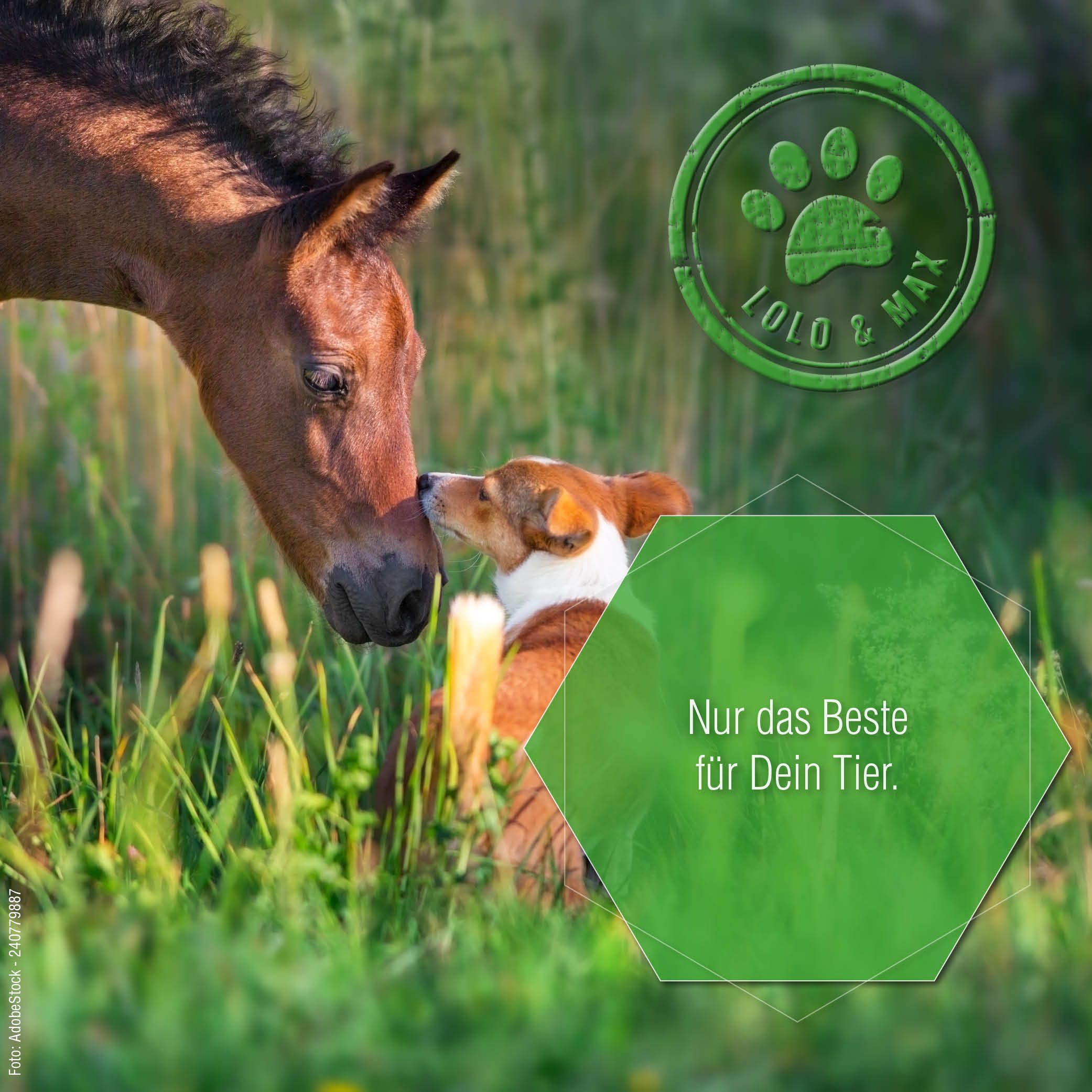 Pferd und Hund auf einer Wiese. Grünes Logo: Pfote, Lolo & Max. Text: Nur das Beste für Dein Tier.