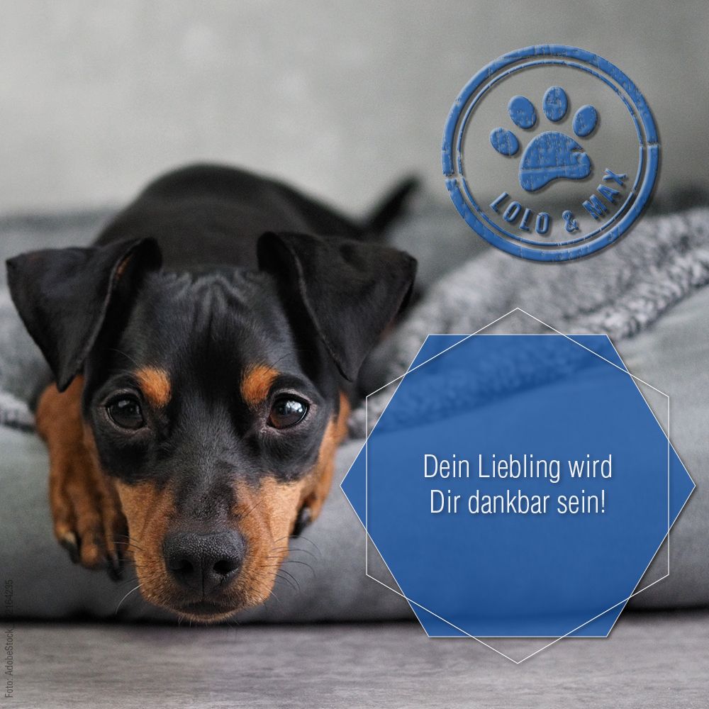 Hund liegt auf Decke. Logo: Pfote, Lolo & Max. Text: Dein Liebling wird Dir dankbar sein!