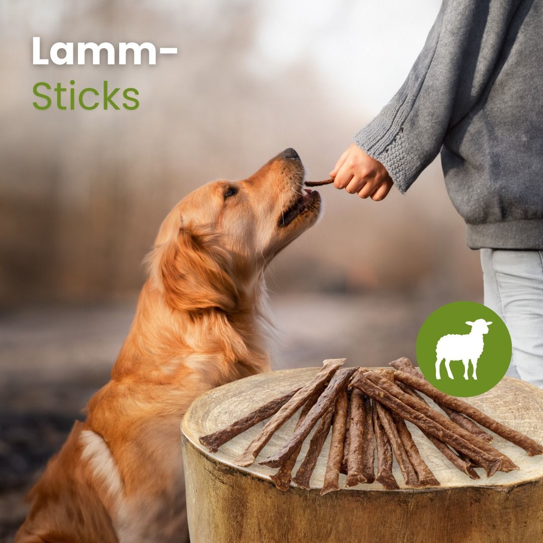 Ein Hund frisst einen Lamm-Stick, der von einer Hand gehalten wird.