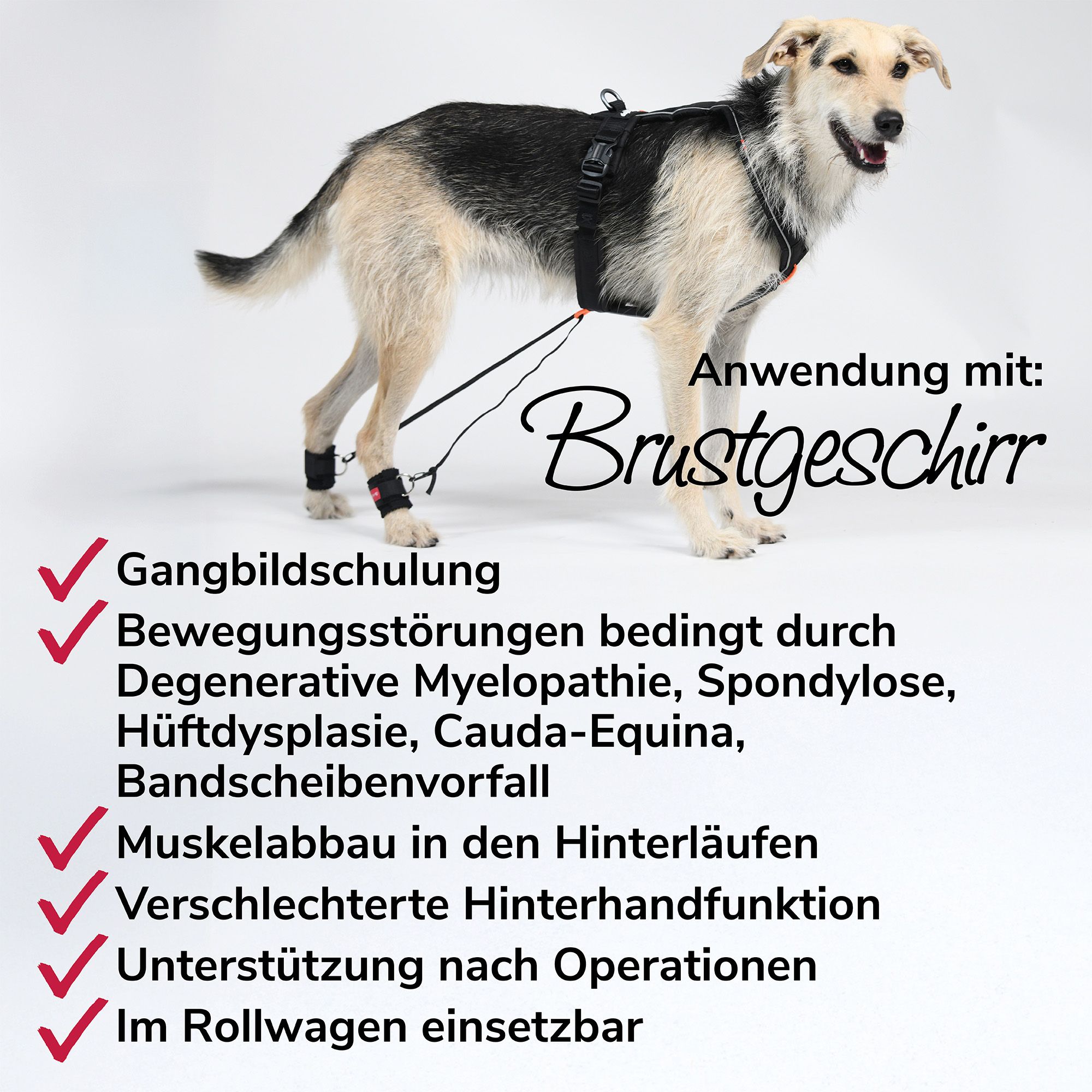 Hund mit Brustgeschirr und Bandagen an den Hinterläufen. Text: Gangbildschulung, Bewegungsstörungen, Muskelabbau, Unterstützung nach OP.