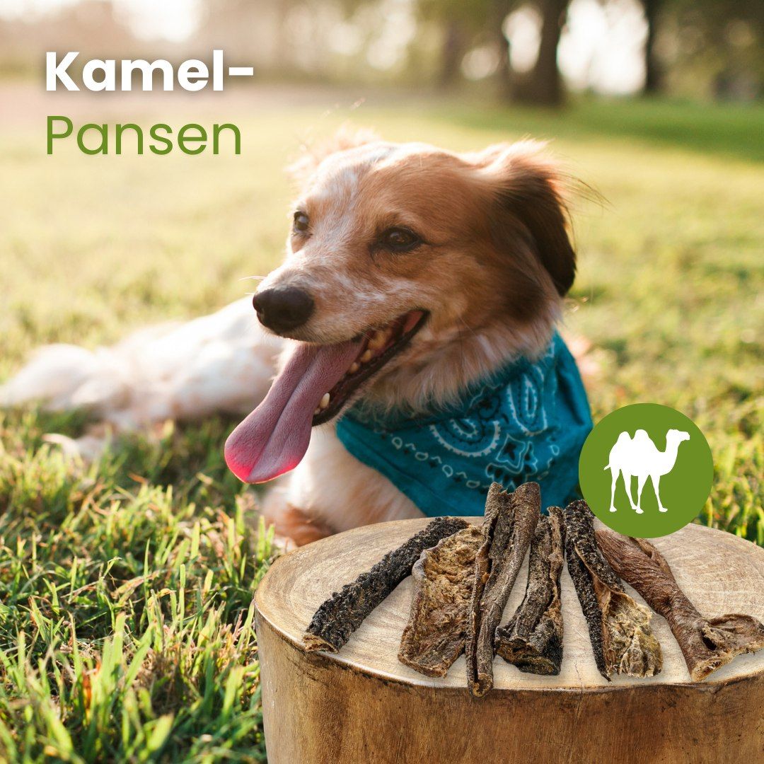 Getrocknete Kamel-Pansenstücke, auf einem Holzstamm mit einem Hund im Hintergrund.