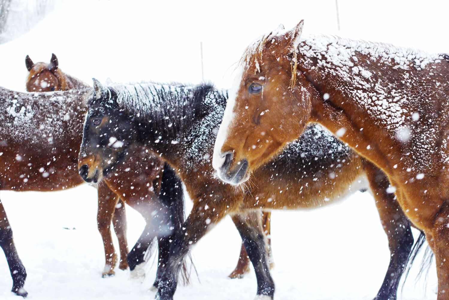 Pferde im Schnee. Braune und schwarze Pferde stehen nebeneinander. Schneefall.