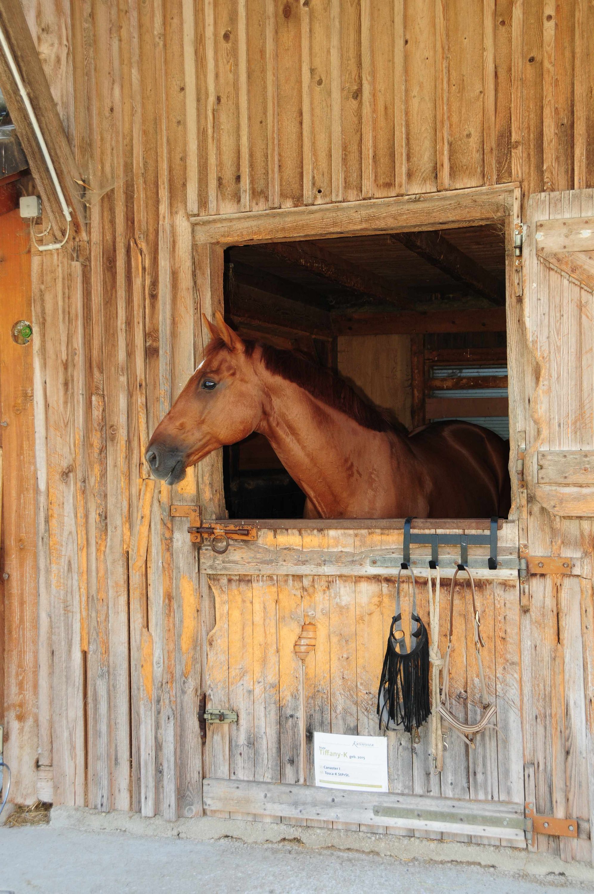 Harry`s Horse Fliegenmaske mit integriertem Halfter