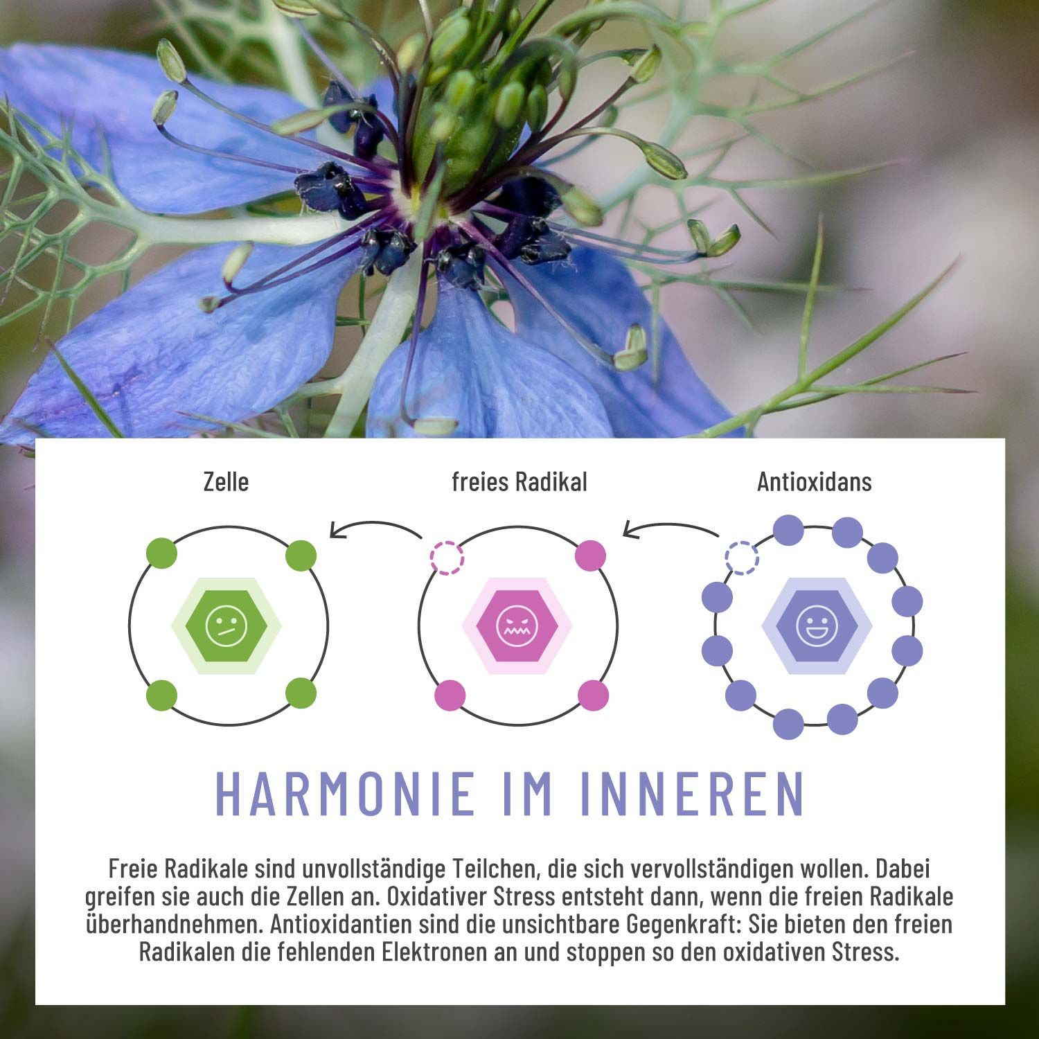 Schwarzkümmelöl aus Syrien 1000mg hochdosiert - 120 vegane Gelkapseln - NATURTREU®