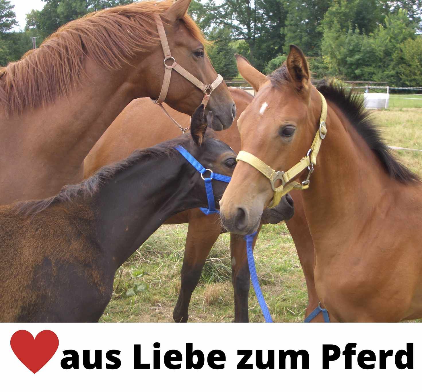 HorseGuard Sprungglocken