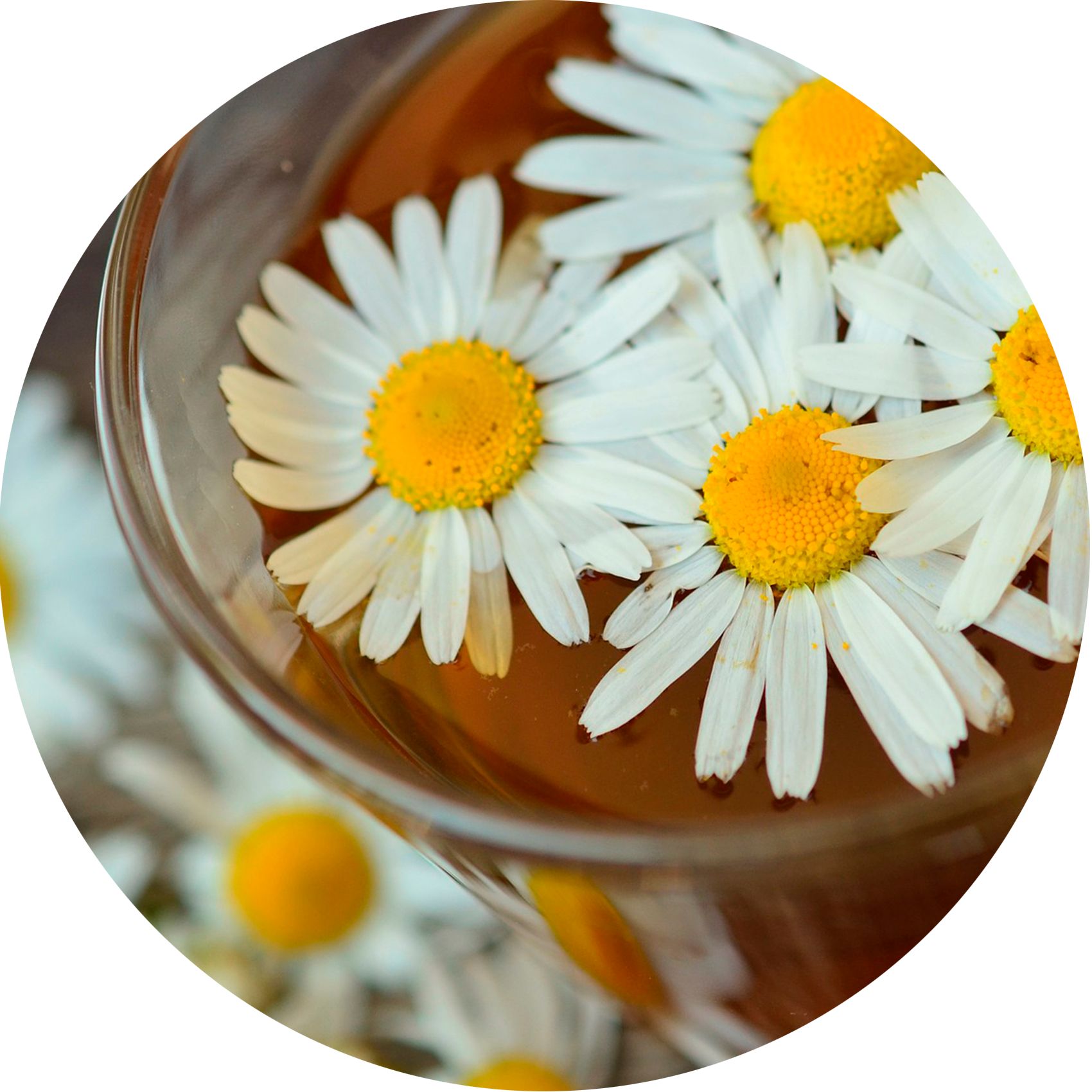 Nahaufnahme von Gänseblümchen in Flüssigkeit. Blütenblätter weiß, Blütenmitte gelb. Flüssigkeit bernsteinfarben.