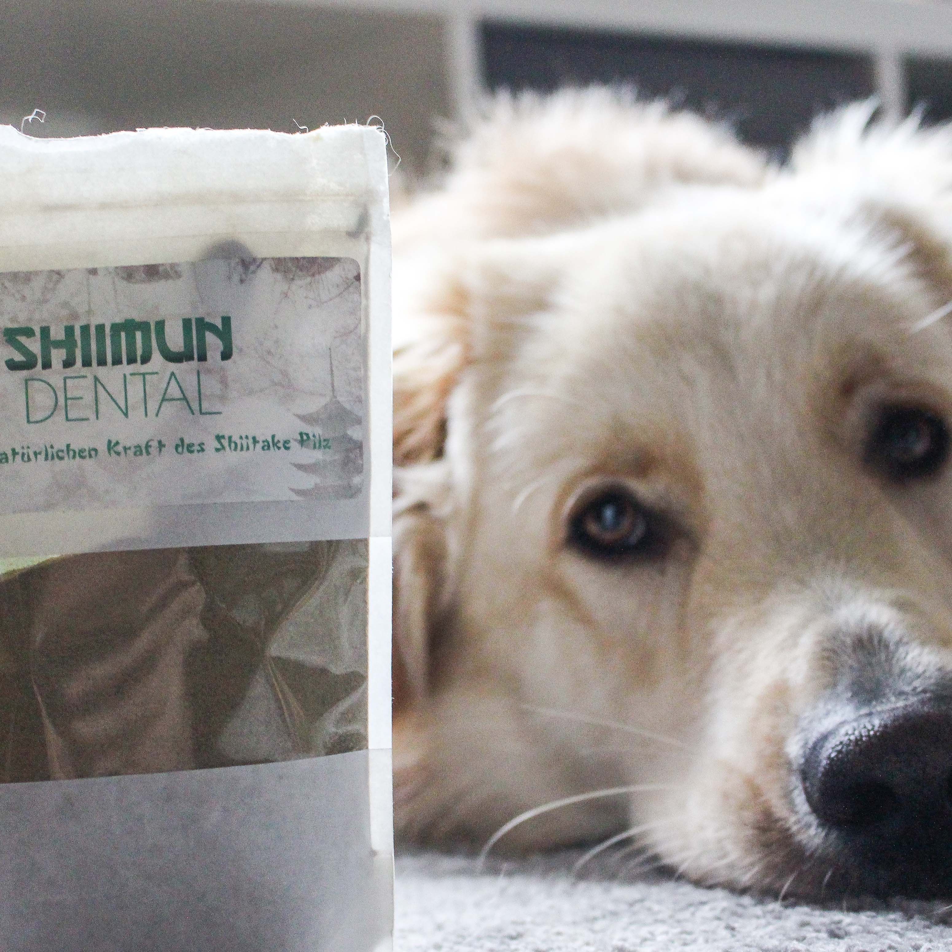 Beutel mit Pulver, Aufdruck: SHIIMUN DENTAL. Hund liegt im Hintergrund.