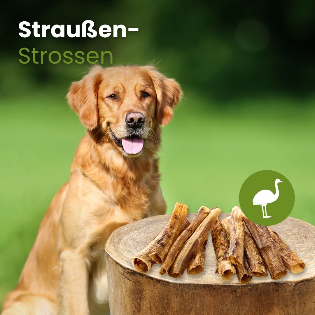 Hund sitzt neben einem Holzstamm mit Straußen-Strossen.