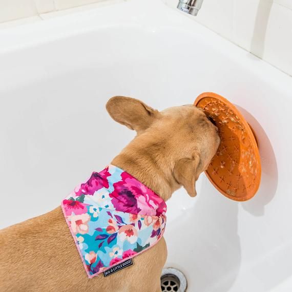 Hund leckt an orangefarbenem Produkt in Badewanne. Hund trägt Halstuch.