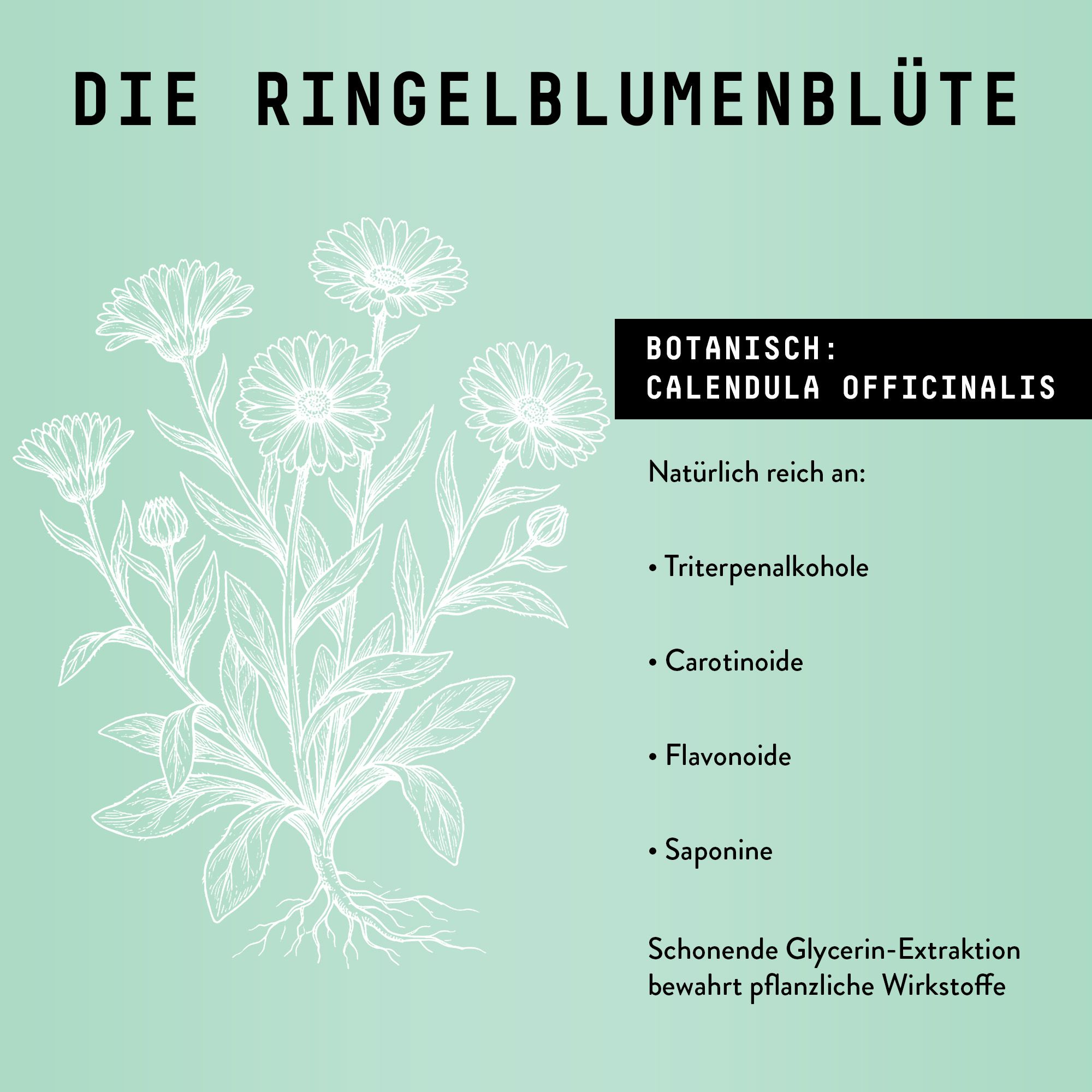 Illustration von Ringelblumenblüten und -wurzeln. Text: Die Ringelblumenblüte. Botanisch: Calendula officinalis. Inhaltsstoffe.