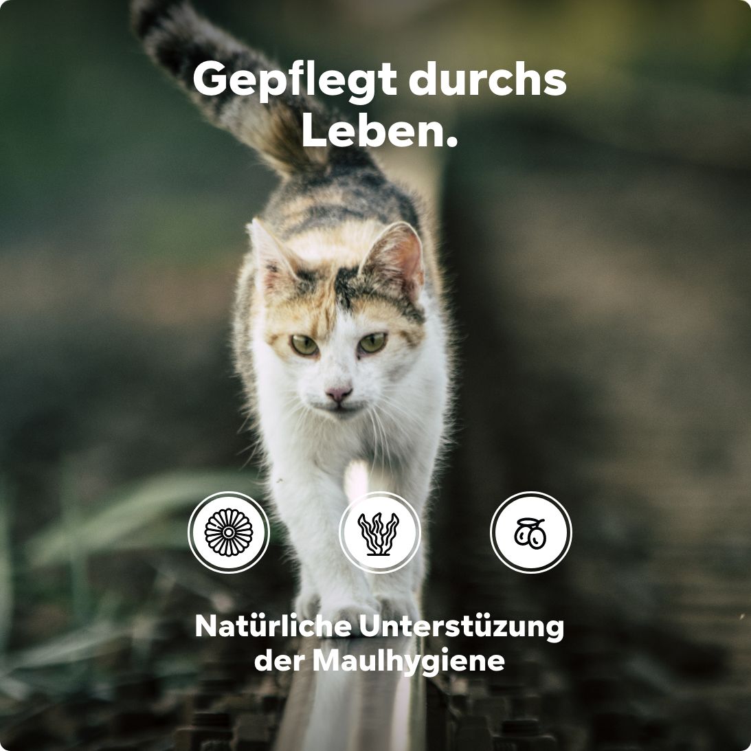 Katze geht über einen Balken. Symbole: Kamille, Seealgen, Acerola. Text: Natürliche Unterstützung der Maulhygiene.