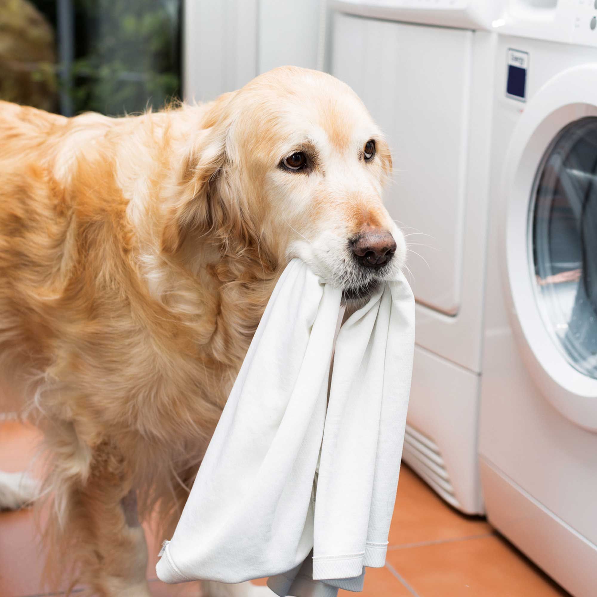 Schecker Spezial - Waschmittel für Hundetextilien Flecken aller Art wie Blut, Urin