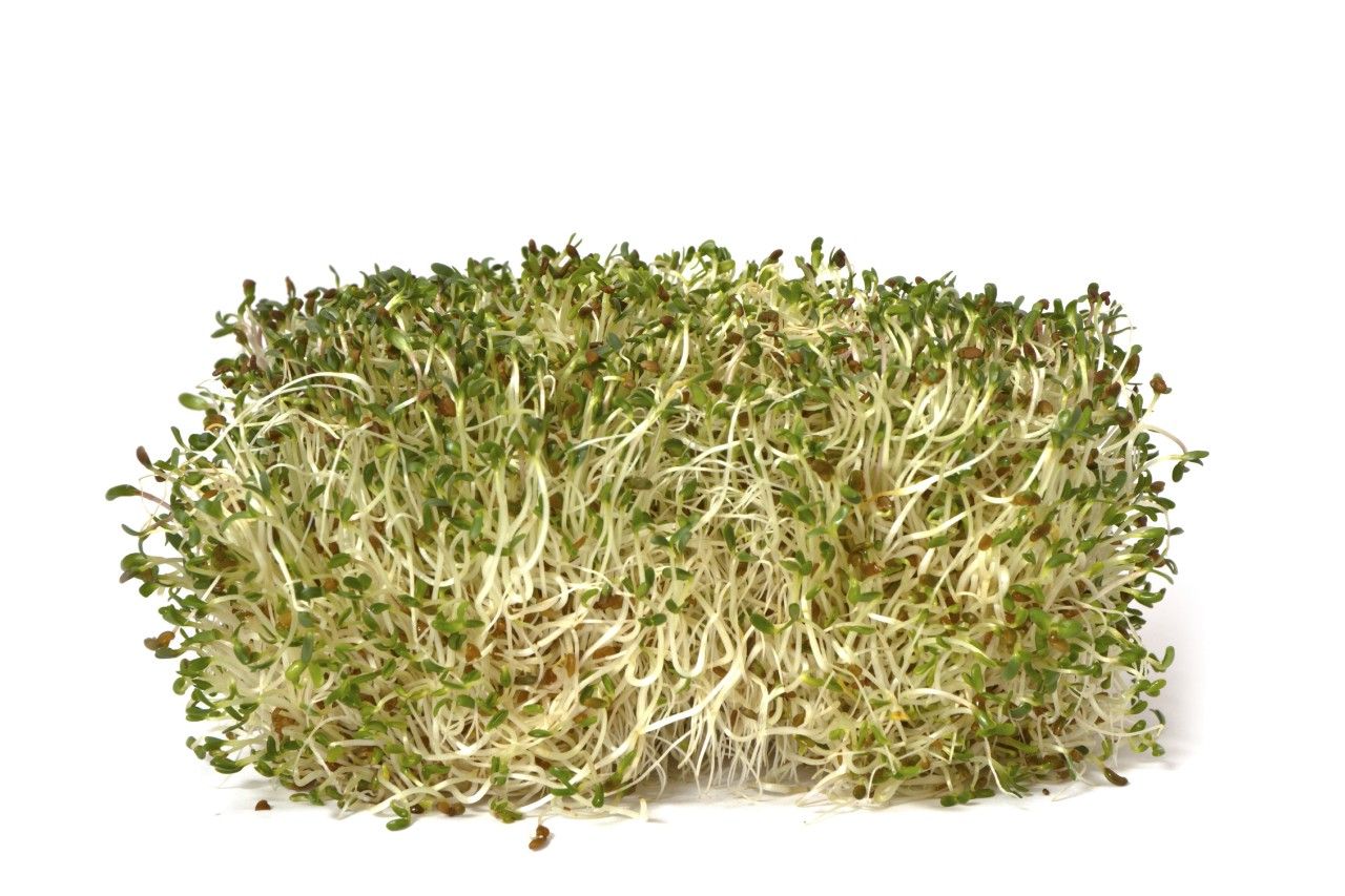 Provital Bio Alfalfa Pulver