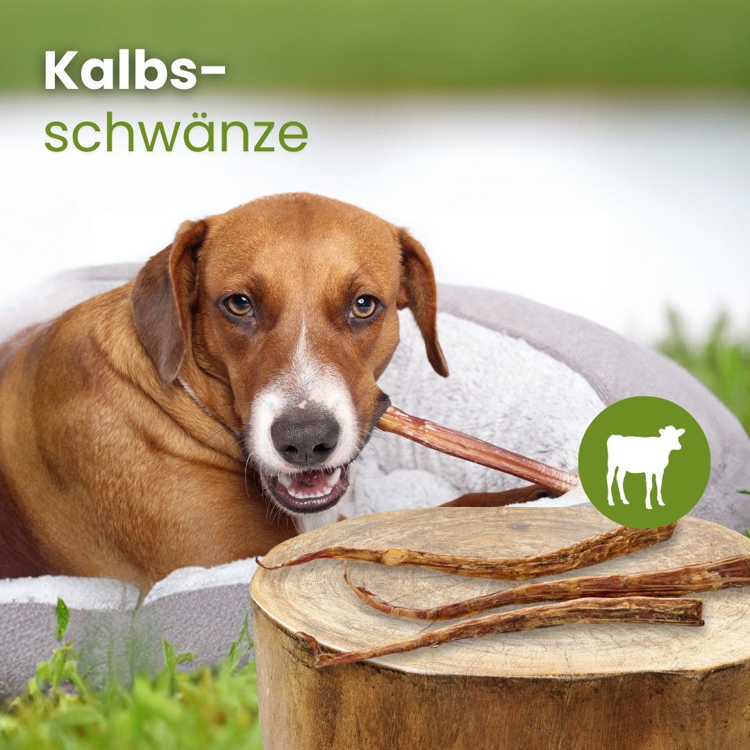 Hund kaut auf einem Kalbsschwanz, daneben liegen mehrere Kalbsschwänze auf einem Holzstamm.