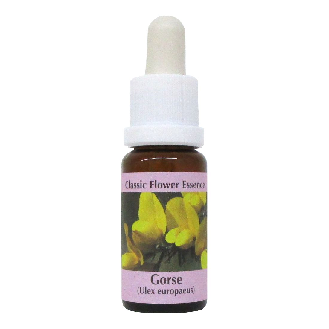 PHI Essences - Gorse Bachblüte Nr. 13