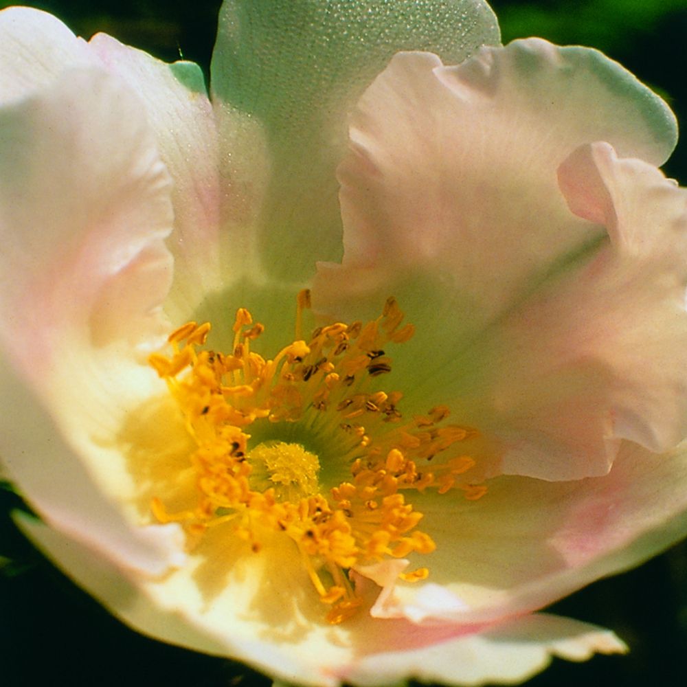 PHI Essences - Japanische Rosen-Essenz