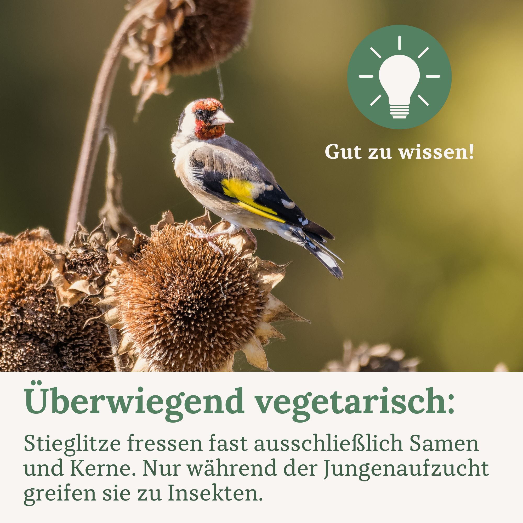 Orni Stieglitz Super I schmackhaftes Wildvogelfutter für Stieglitze I wertvolle Saatenmischung