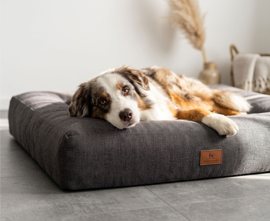 Brauner Hund liegt auf einem grauen orthopädischen Hundebett mit Markenlogo.