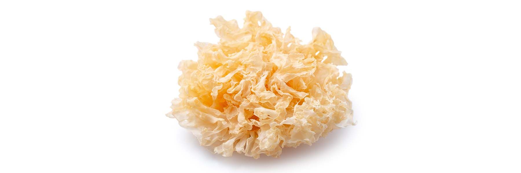 Tremella-Pilz, weiß und wellig, auf weißem Hintergrund.