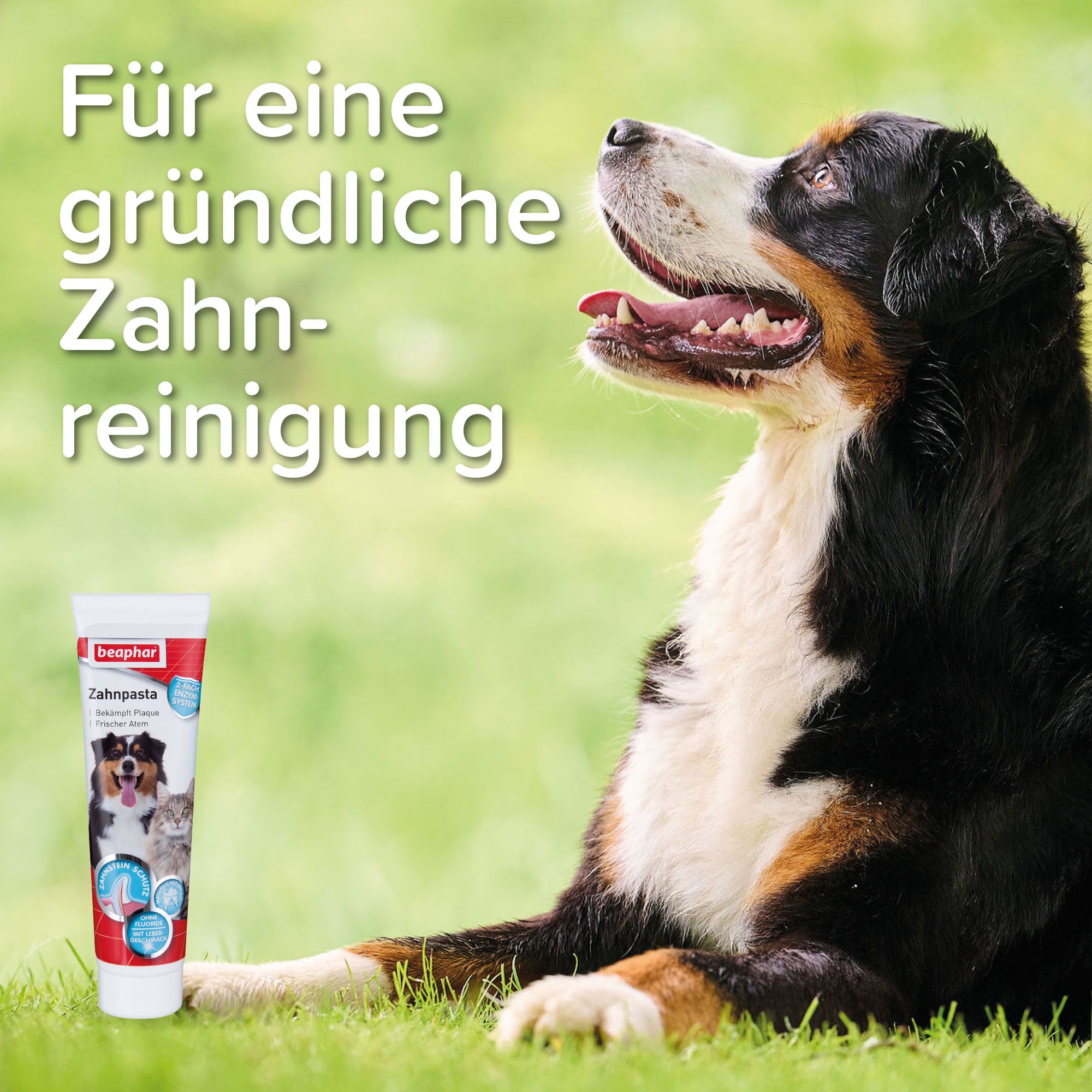 Ein Hund liegt auf einer Wiese neben einer Tube Zahnpasta. Auf der Tube sind ein Hund und eine Katze abgebildet. Text: Für eine gründliche Zahnreinigung.