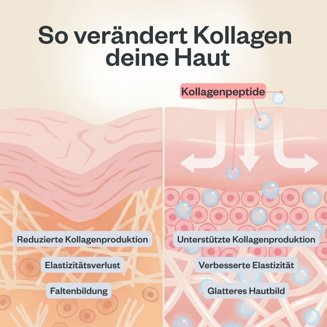 Kollagen Pulver -  mit reinen, bioaktiven Kollagenpeptiden